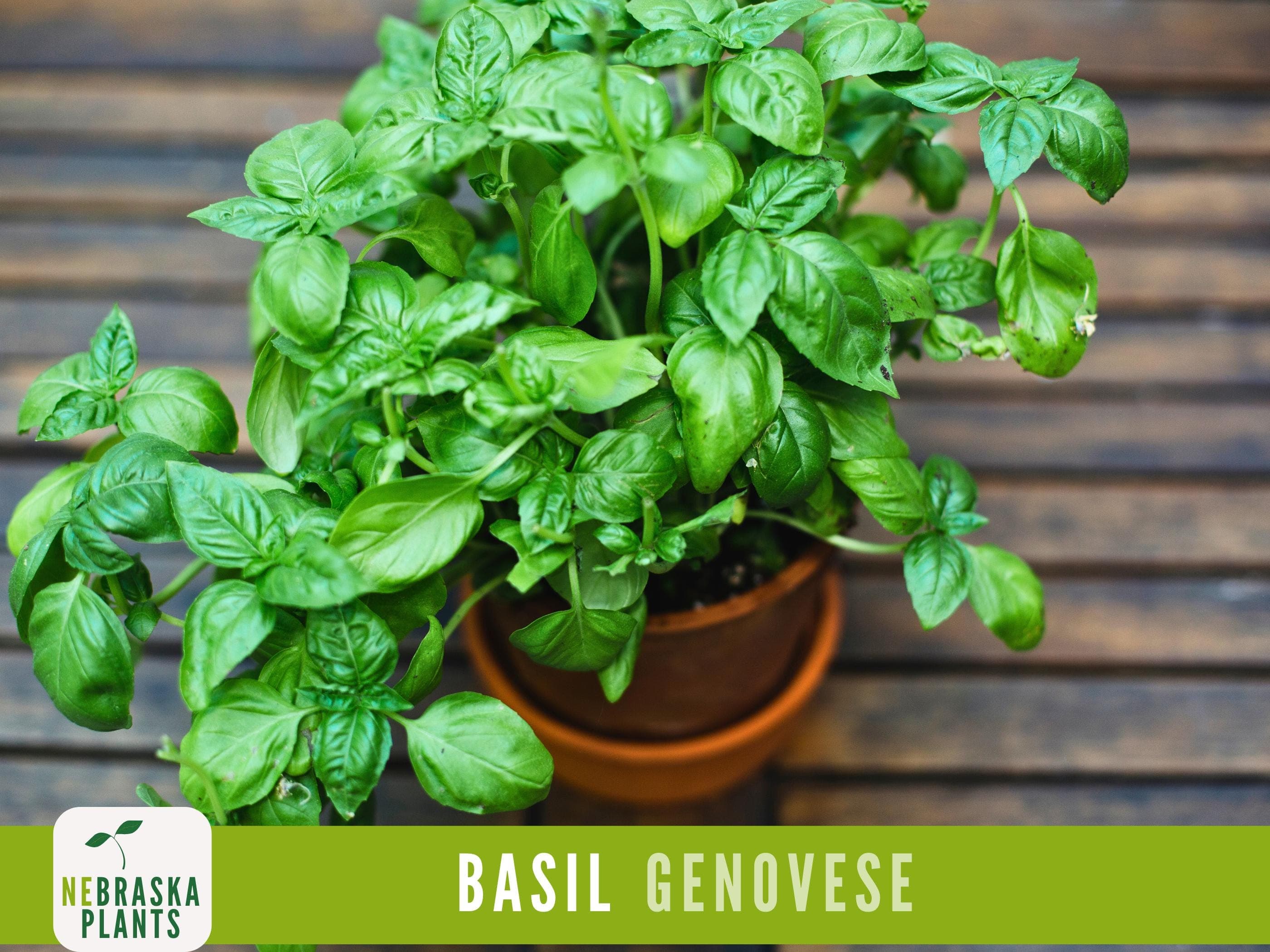 Genovese Basil Seeds - Heirloom Basil for your Culinary Garden!