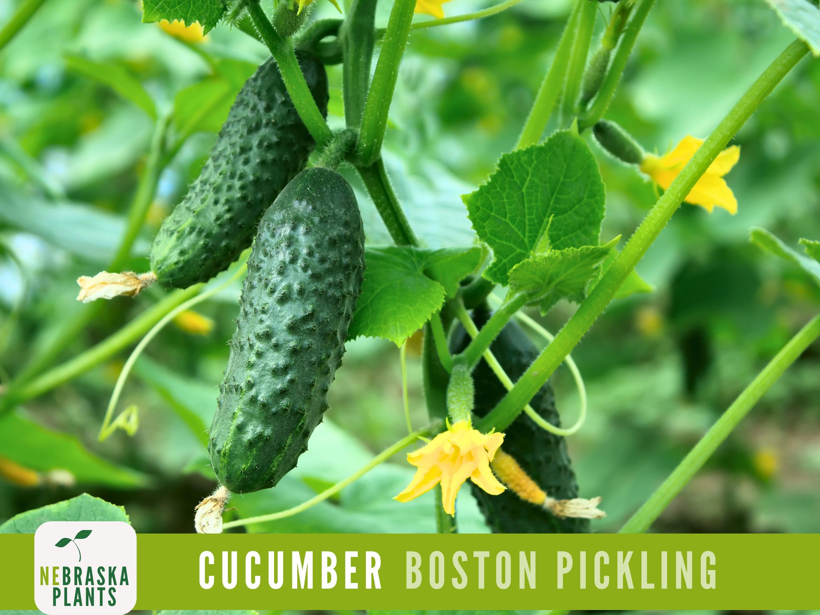 Cucumber Seeds - Boston Pickling Cucumber Heirloom Garden Seeds
