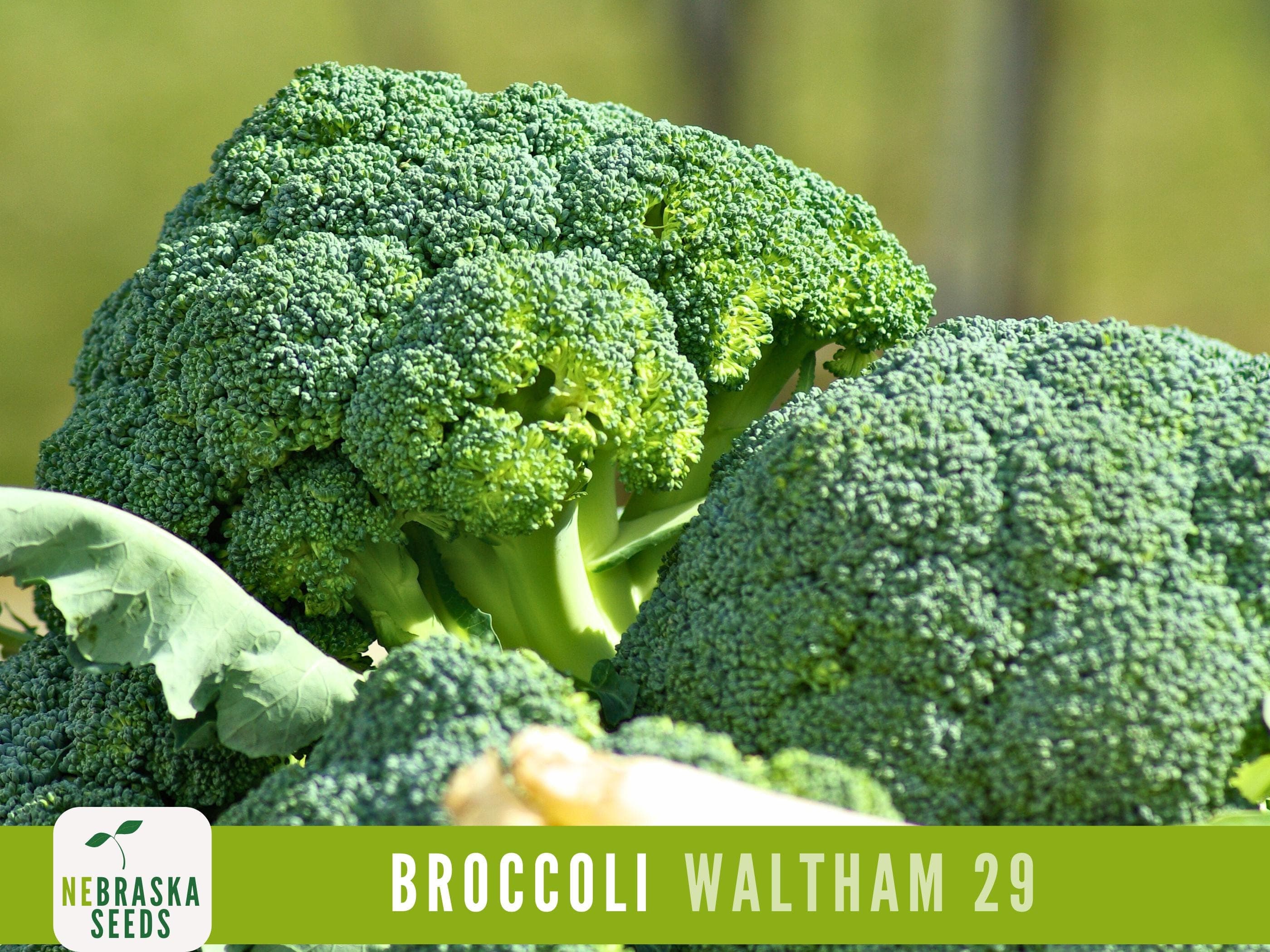 Waltham 29 Broccoli Seeds - Heirloom and Nutrient-Packed Garden Delight!