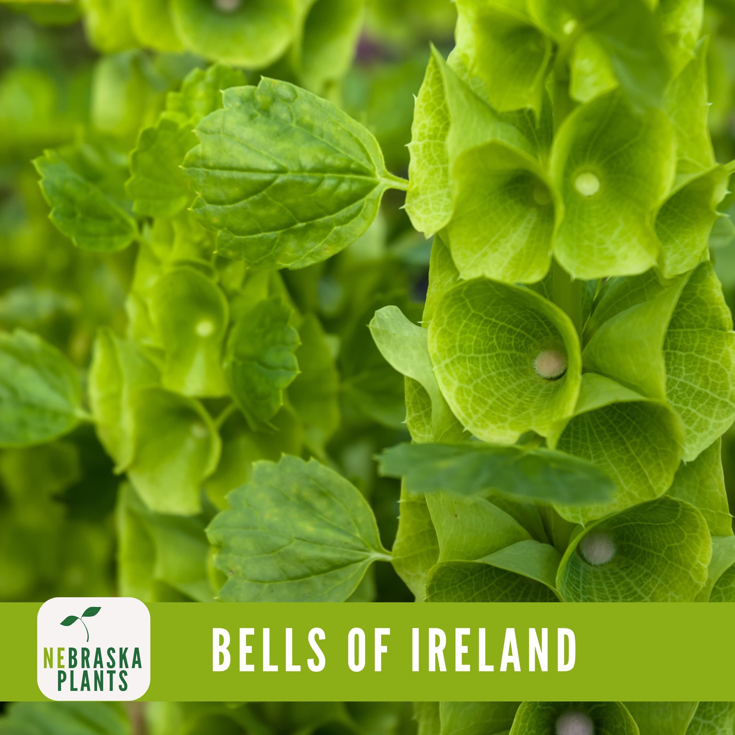 Bells of Ireland Seeds - Exquisite and Unique Blooms for Your Garden - image 3