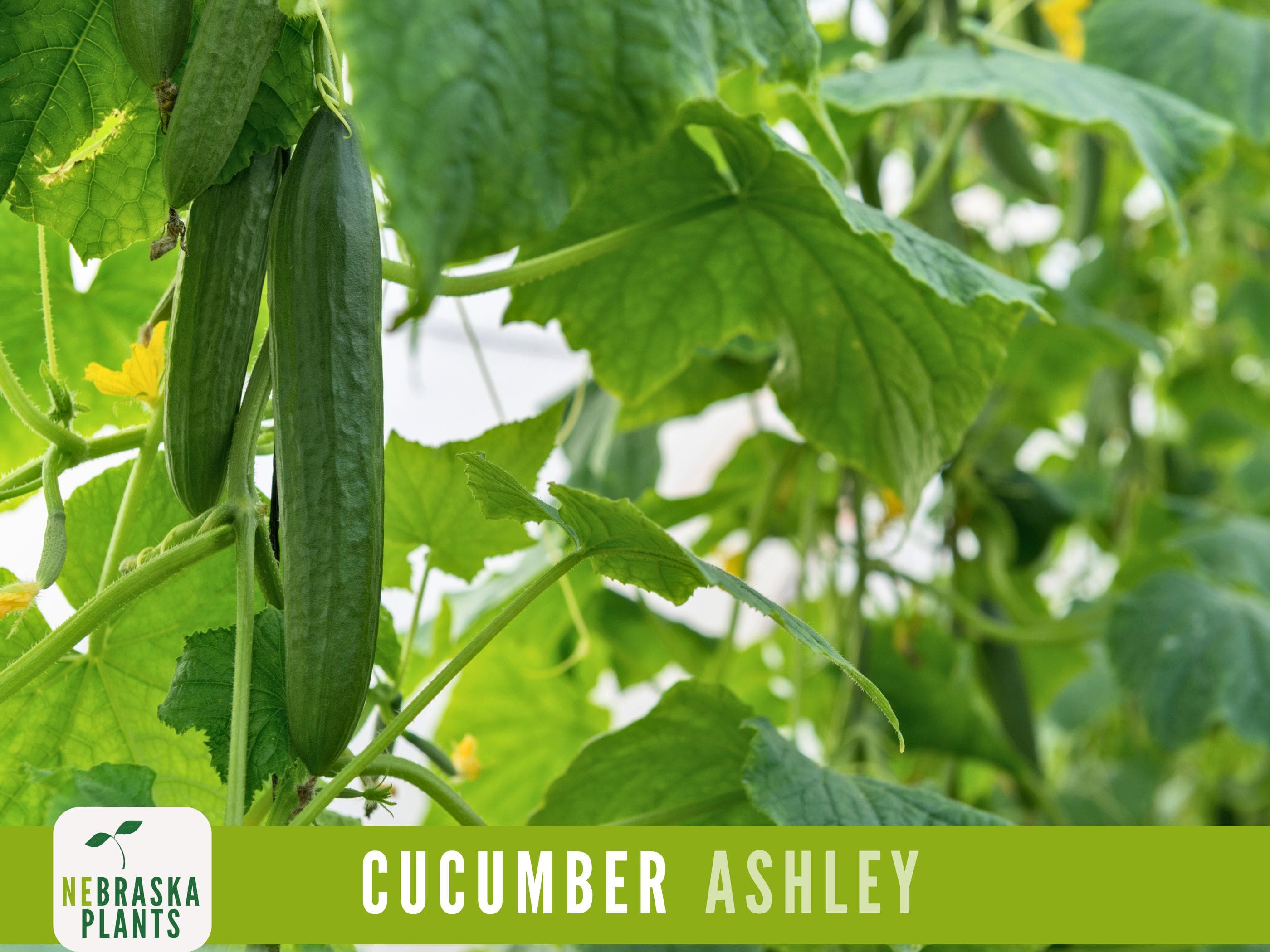 Ashley Cucumber Seeds - Heirloom, Non-GMO - Grow Crisp Fresh Cucumbers at Home!