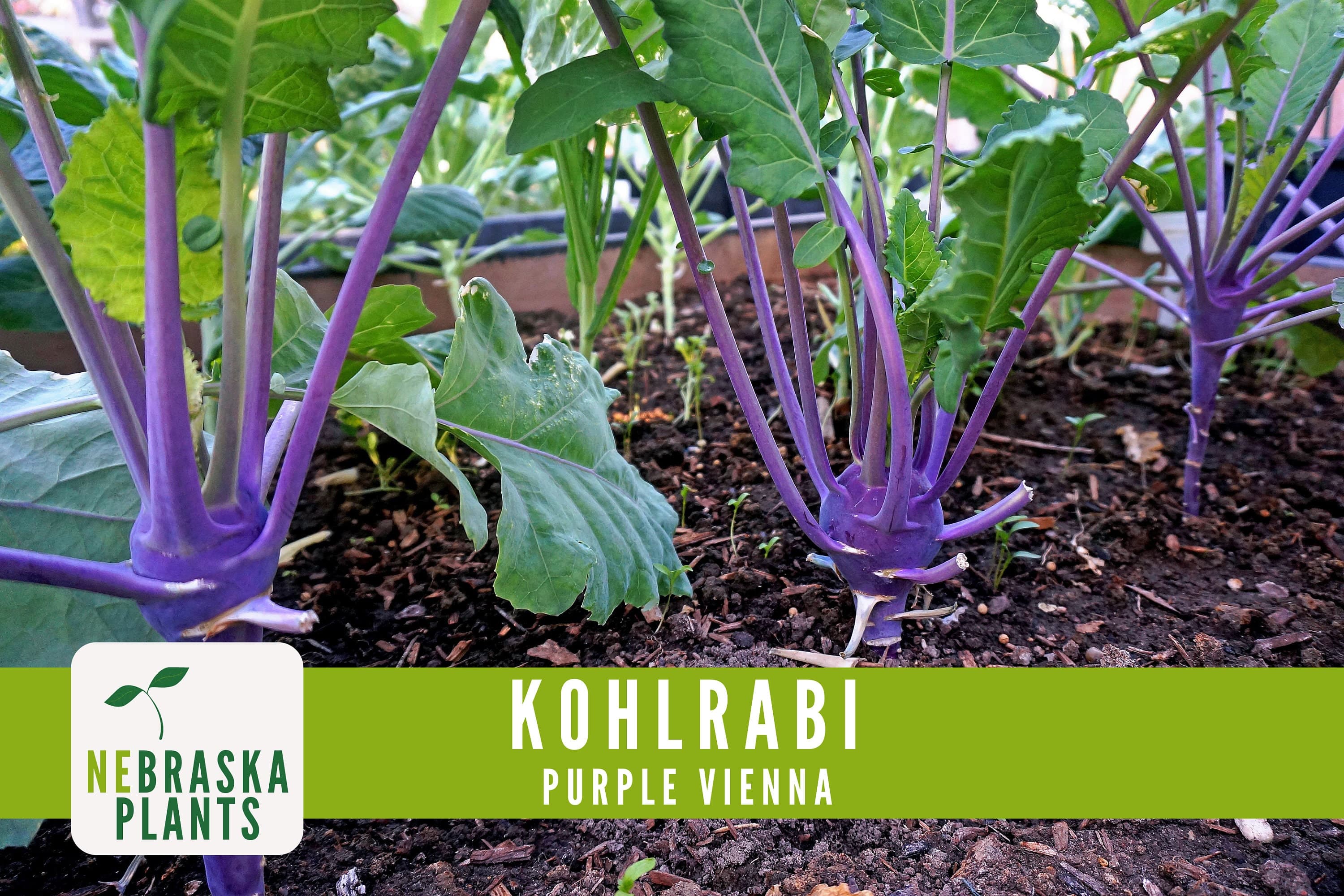 Organic Kohlrabi Seeds - Purple Vienna Kohlrabi Heirloom Organic Seeds - image 4