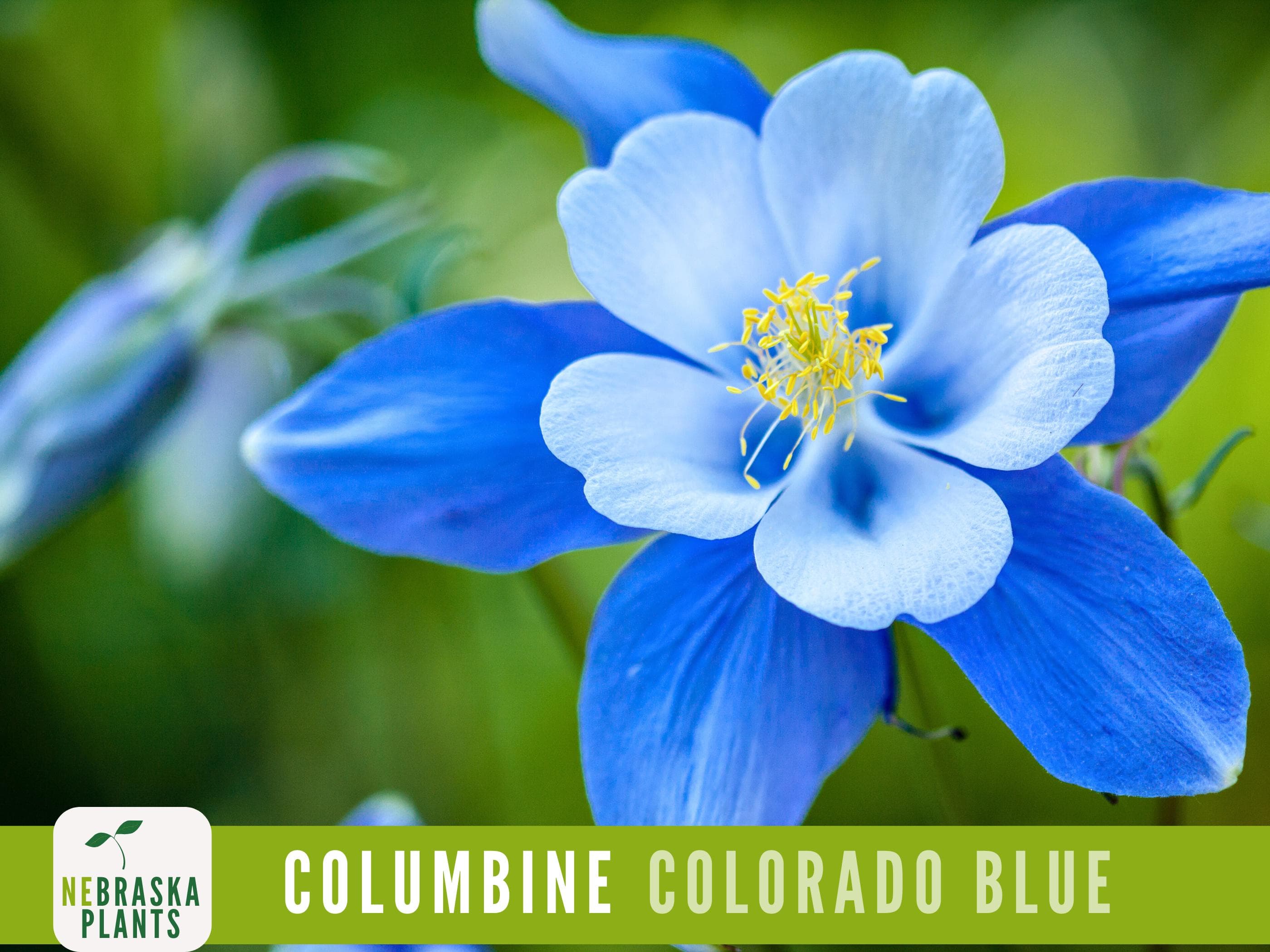 Colorado Blue Columbine Seeds | Heirloom Perennial Wildflower | Bright, Beautiful and a Great Pollinator!
