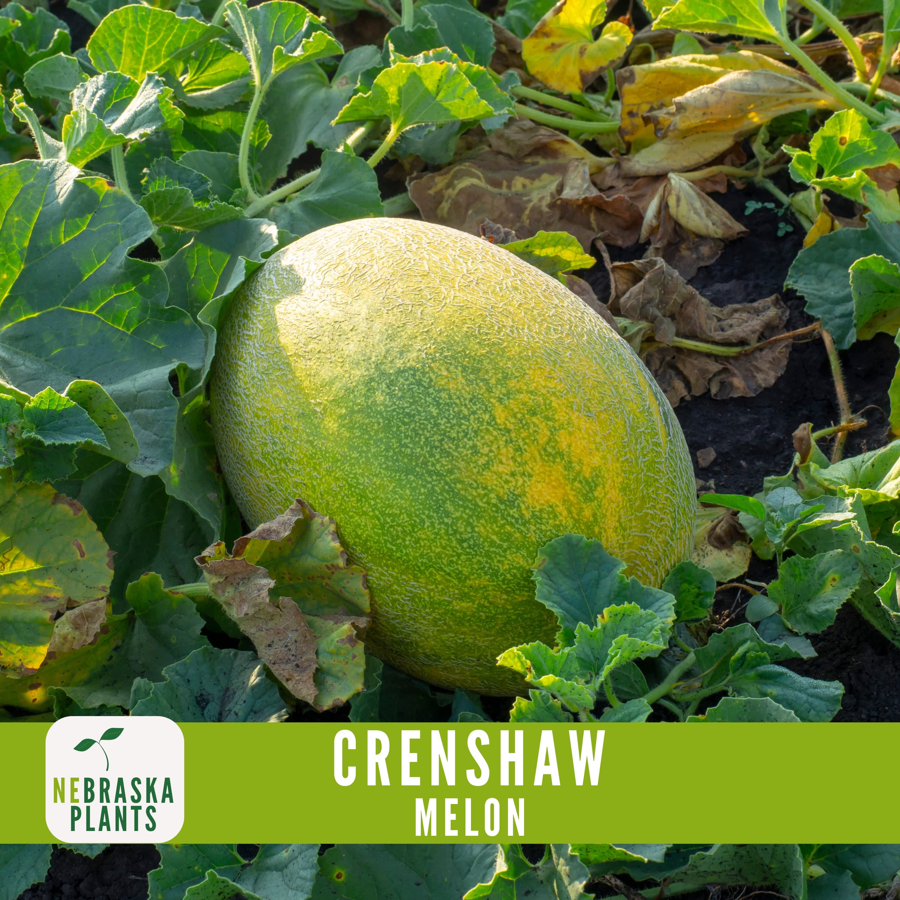 Crenshaw Melon Seeds - Delicious and Unique Heirloom Melons for your Garden! - image 4