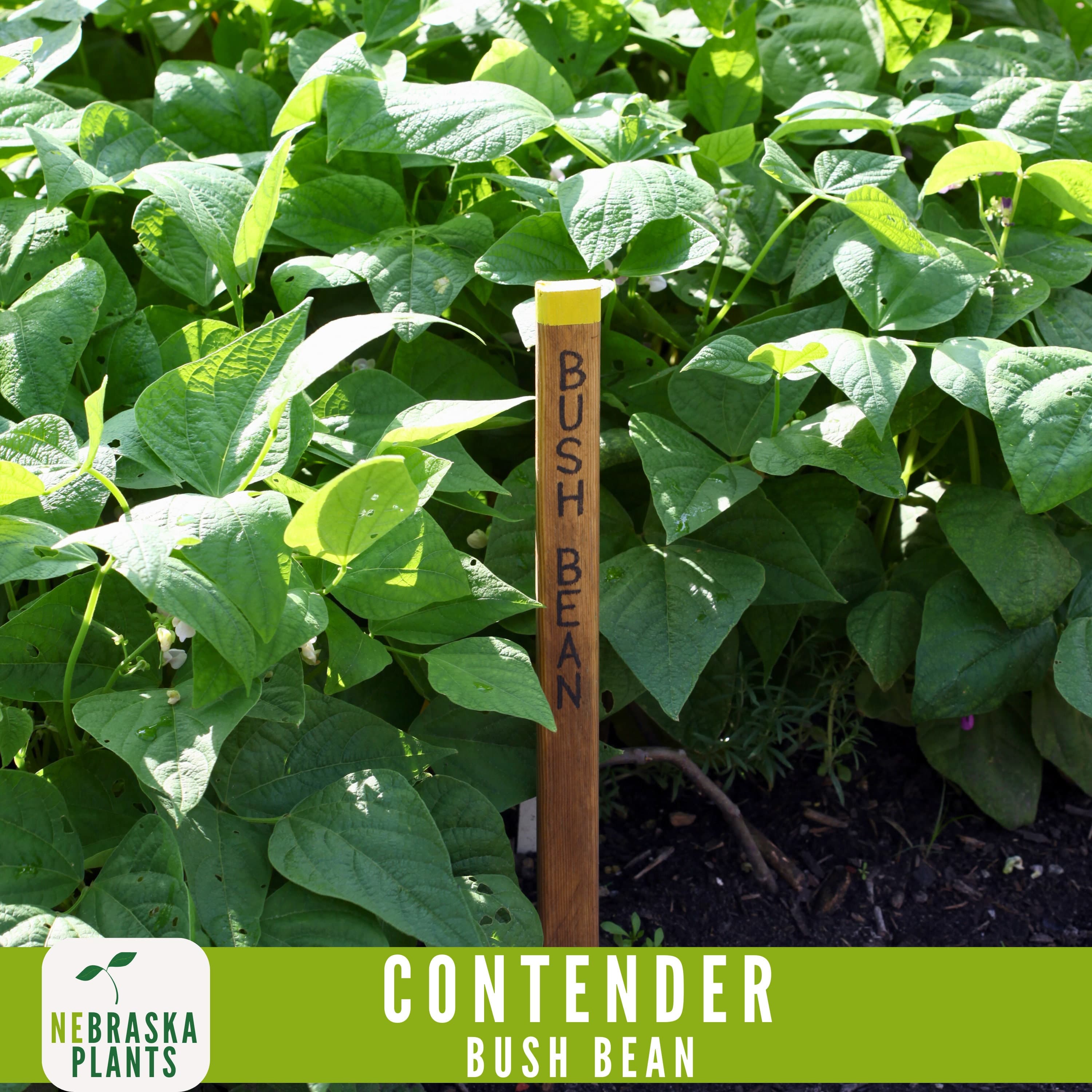 Contender Bush Bean Seeds - 50+ Heirloom Seeds to Grow Your Own Flavorful Beans! - image 5
