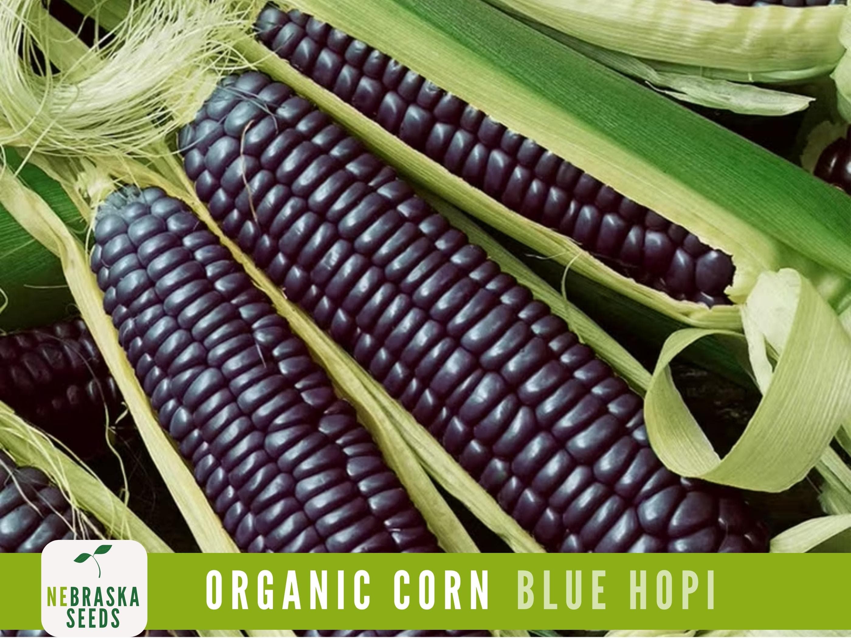 Organic Blue Hopi Corn Seeds | Heirloom | Non-GMO | Drought-Resistant | Easy-to-Grow!