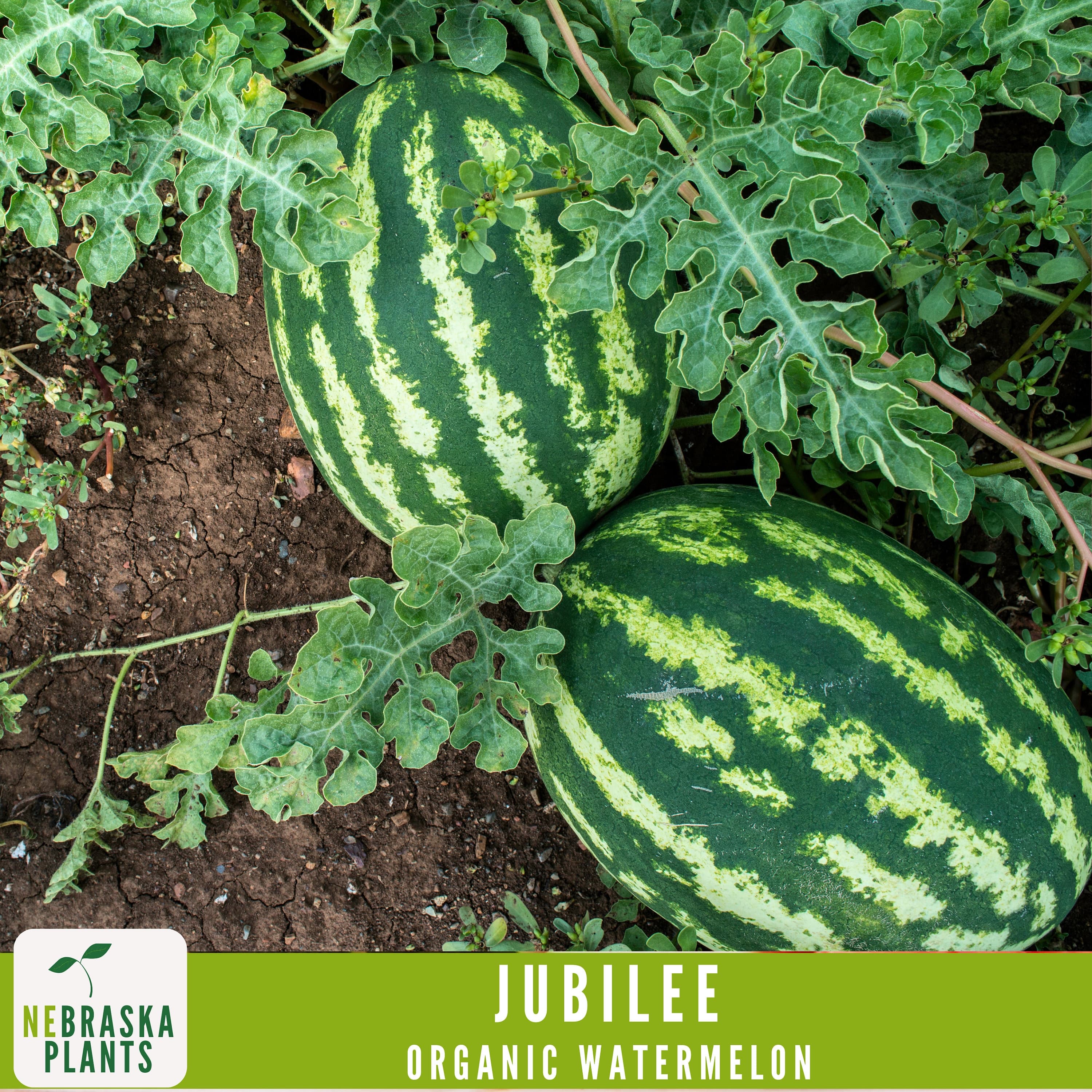 Organic Jubilee Heirloom Watermelon Seeds - Sweet, Juicy, and Perfect for Your Summer Garden! - image 5