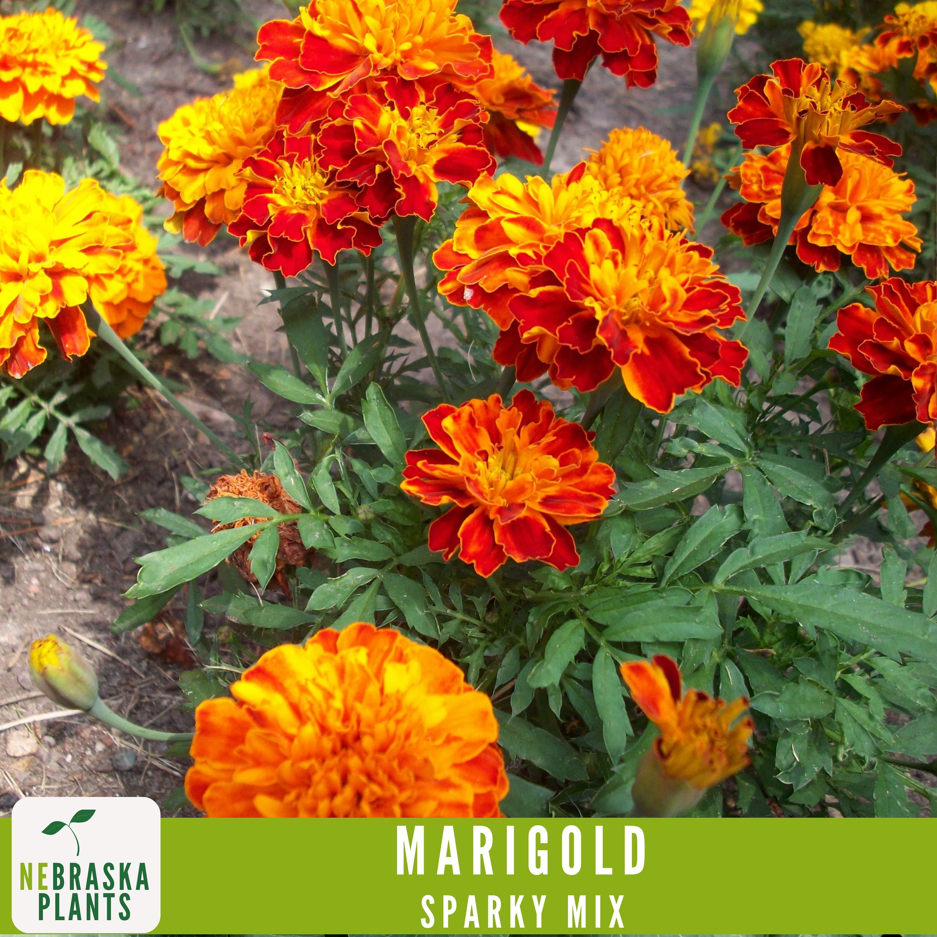 Sparky Marigold flower seeds for bold, cheerful blooms that bloom all season