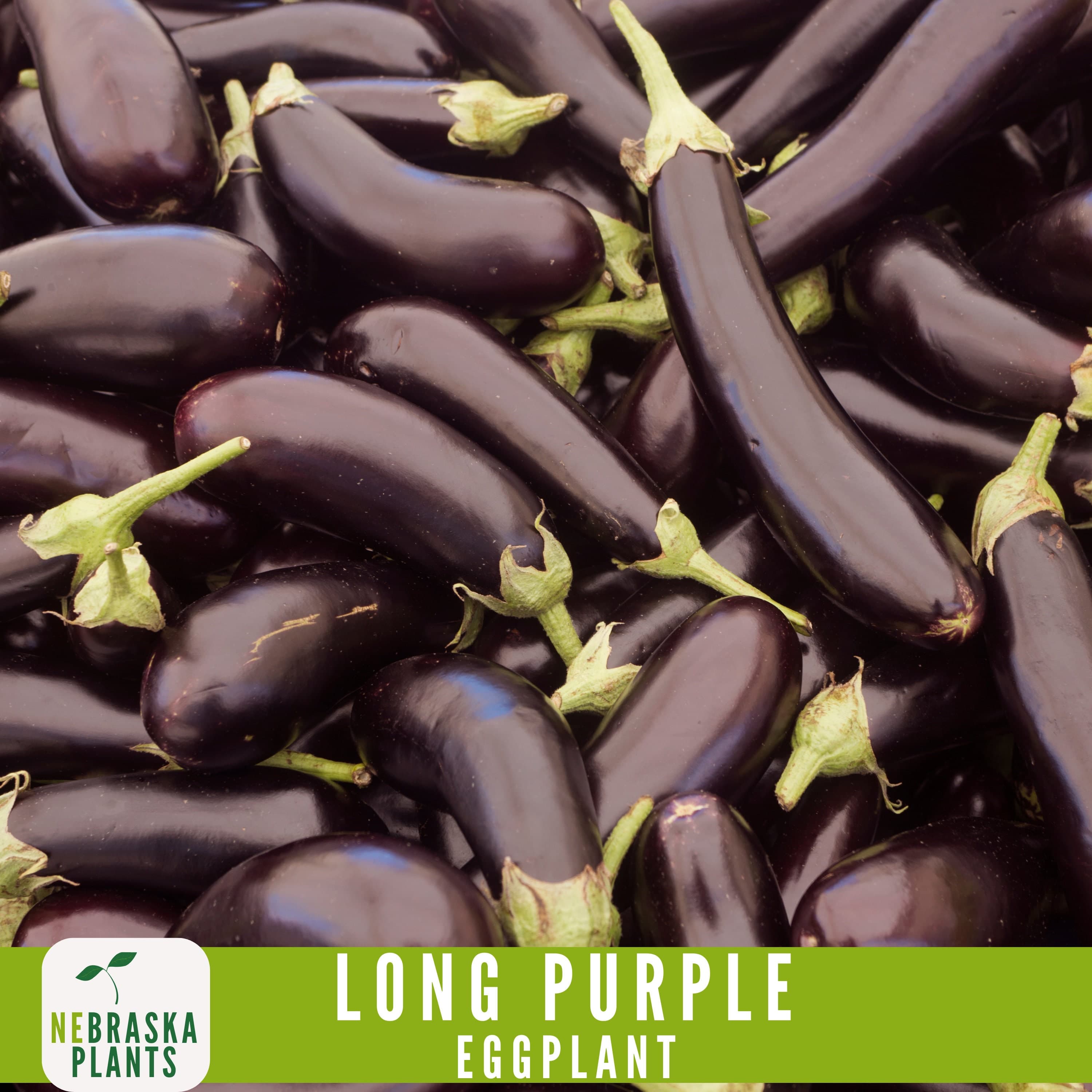 Long Purple Eggplant Seeds - Heirloom Eggplant for Your Garden! - image 4