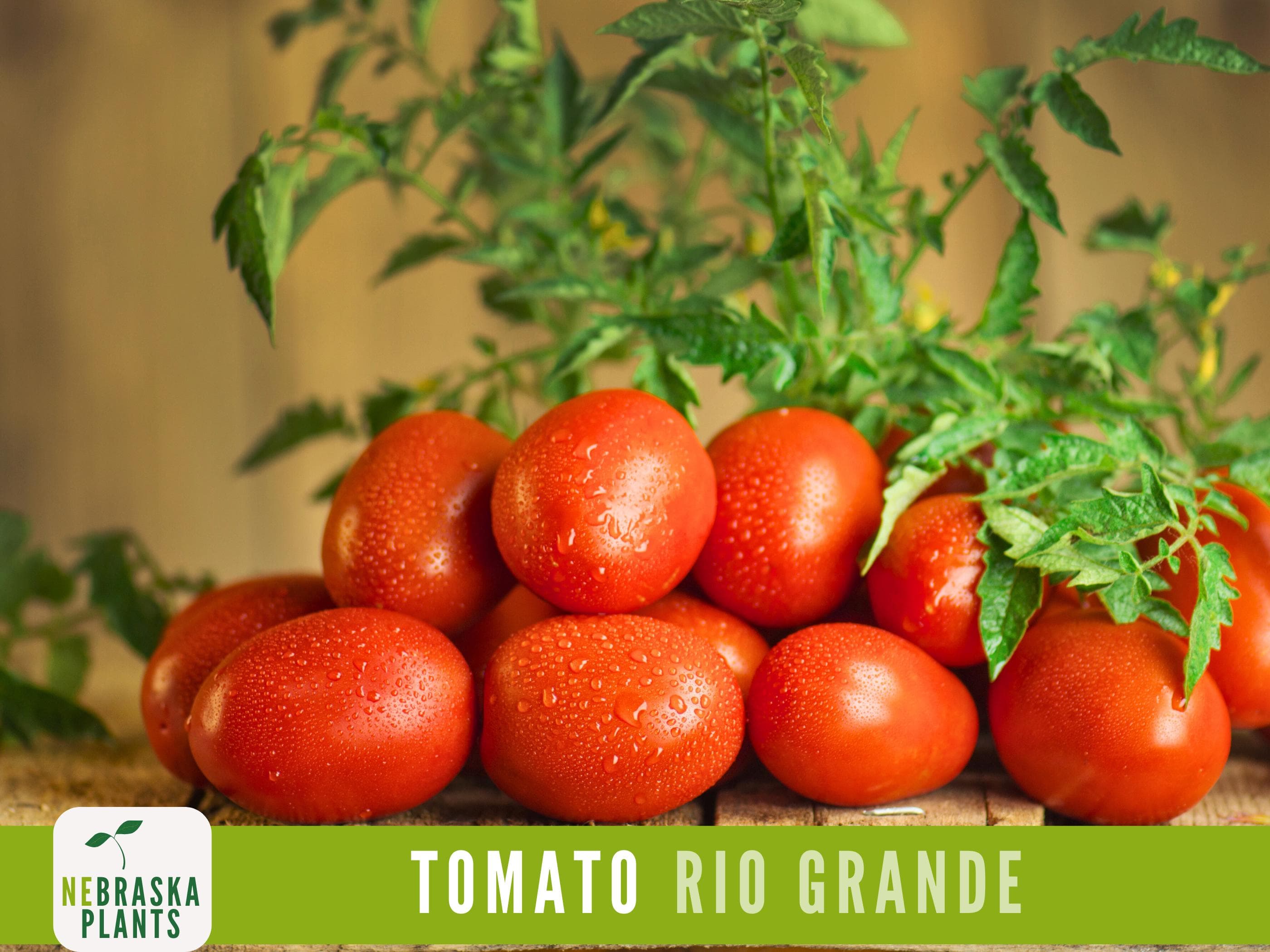 Rio Grande Tomato Seeds - Heirloom Paste Tomato Seeds