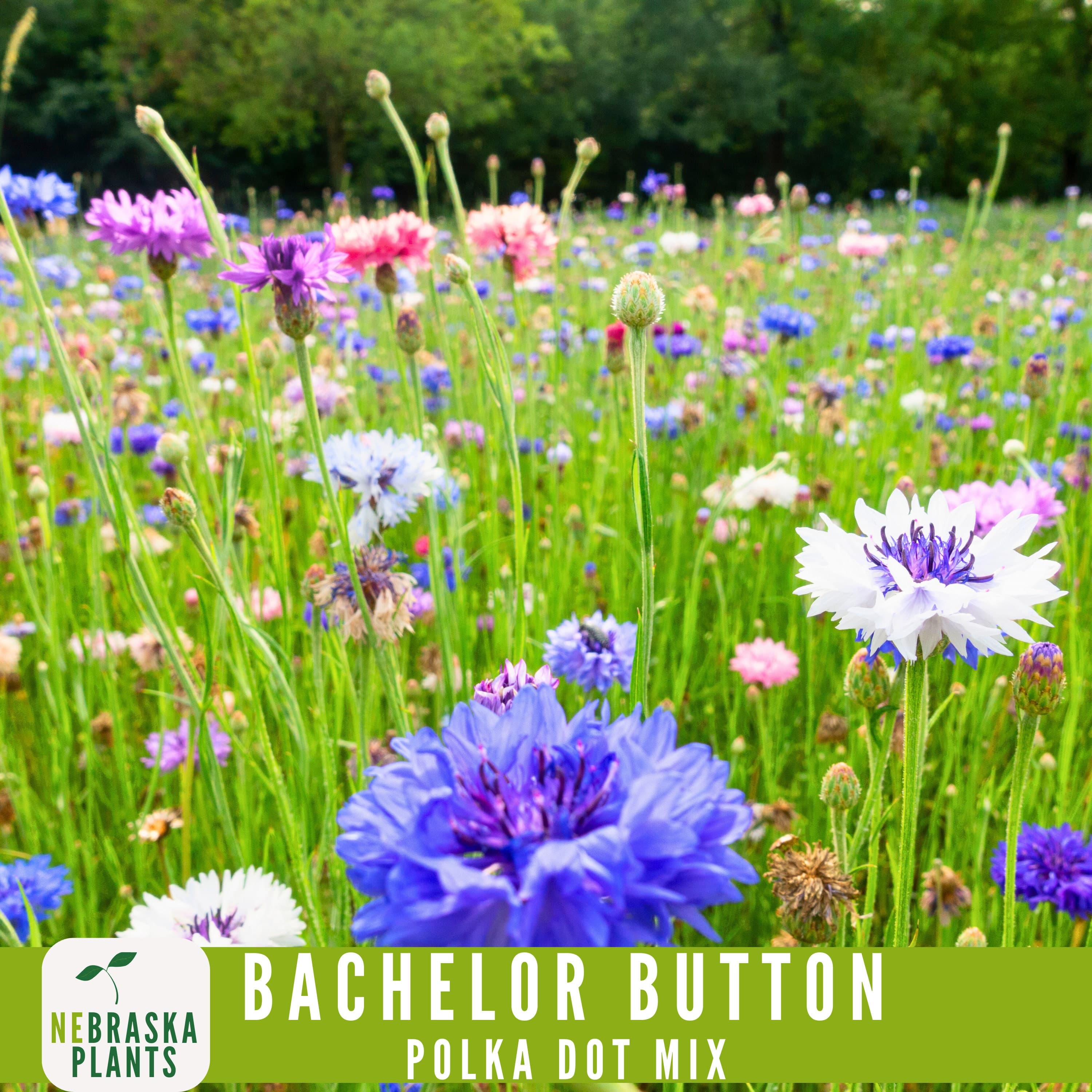 Bees and butterflies pollinating Polka Dot Bachelor Button blooms in a wildflower meadow