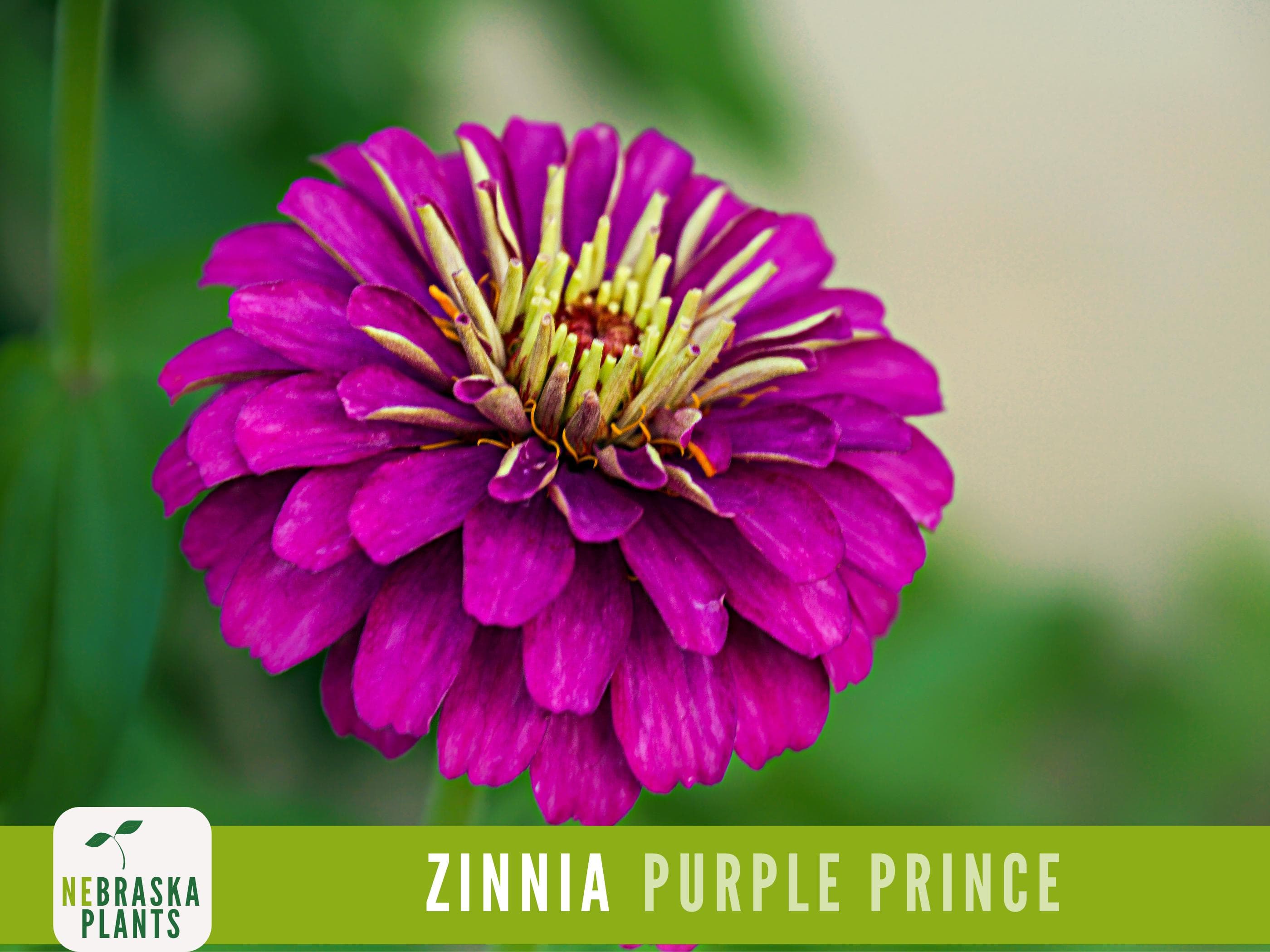 Purple Prince Zinnia Seeds - Vibrant, Heirloom, Non-GMO - Grow Your Royal Garden