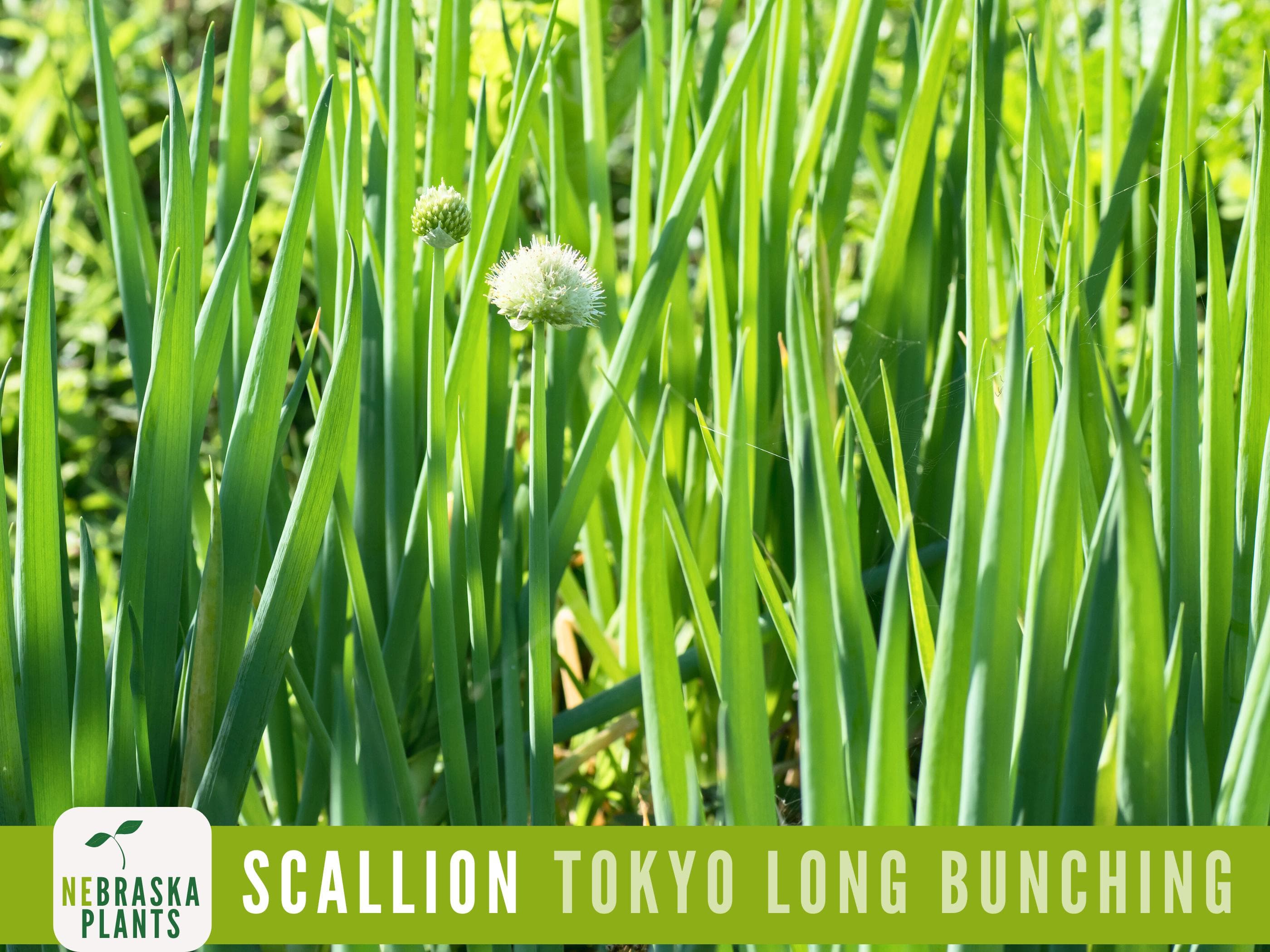 Scallion Seeds - Tokyo Long White Bunching Onion Heirloom Seeds - image 3
