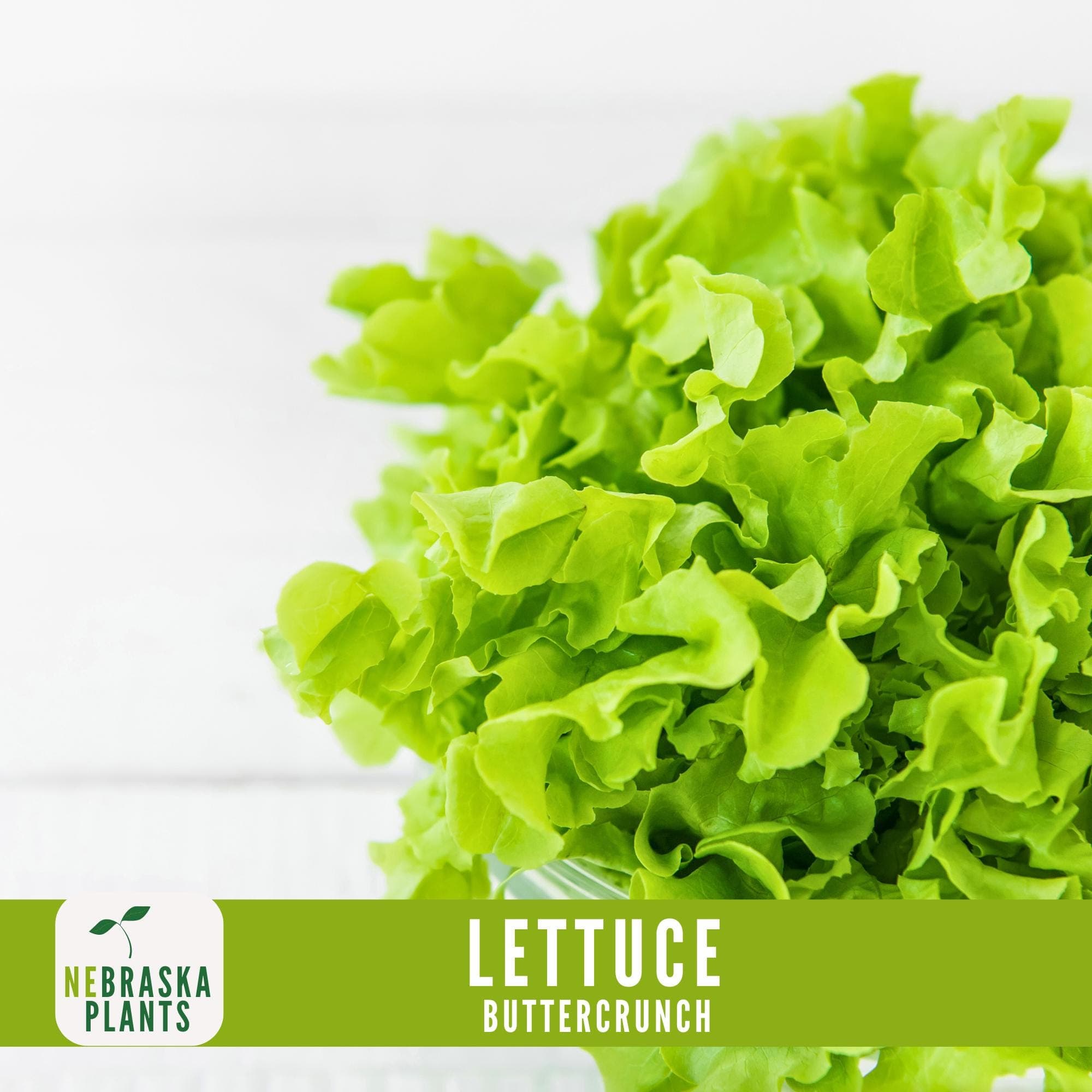Lettuce Seeds - Buttercrunch Lettuce Heirloom Garden Seeds - image 5
