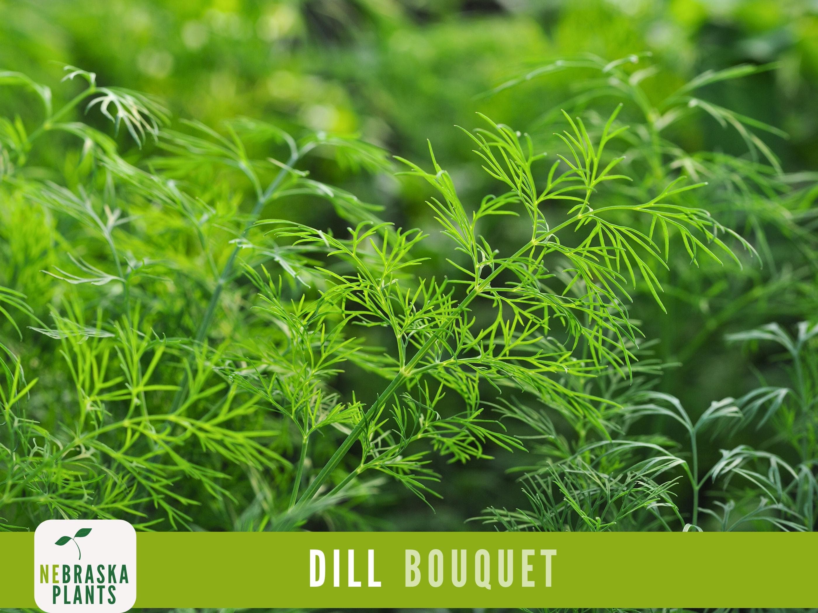 Dill Seeds - Bouquet Dill Garden Seeds - image 4