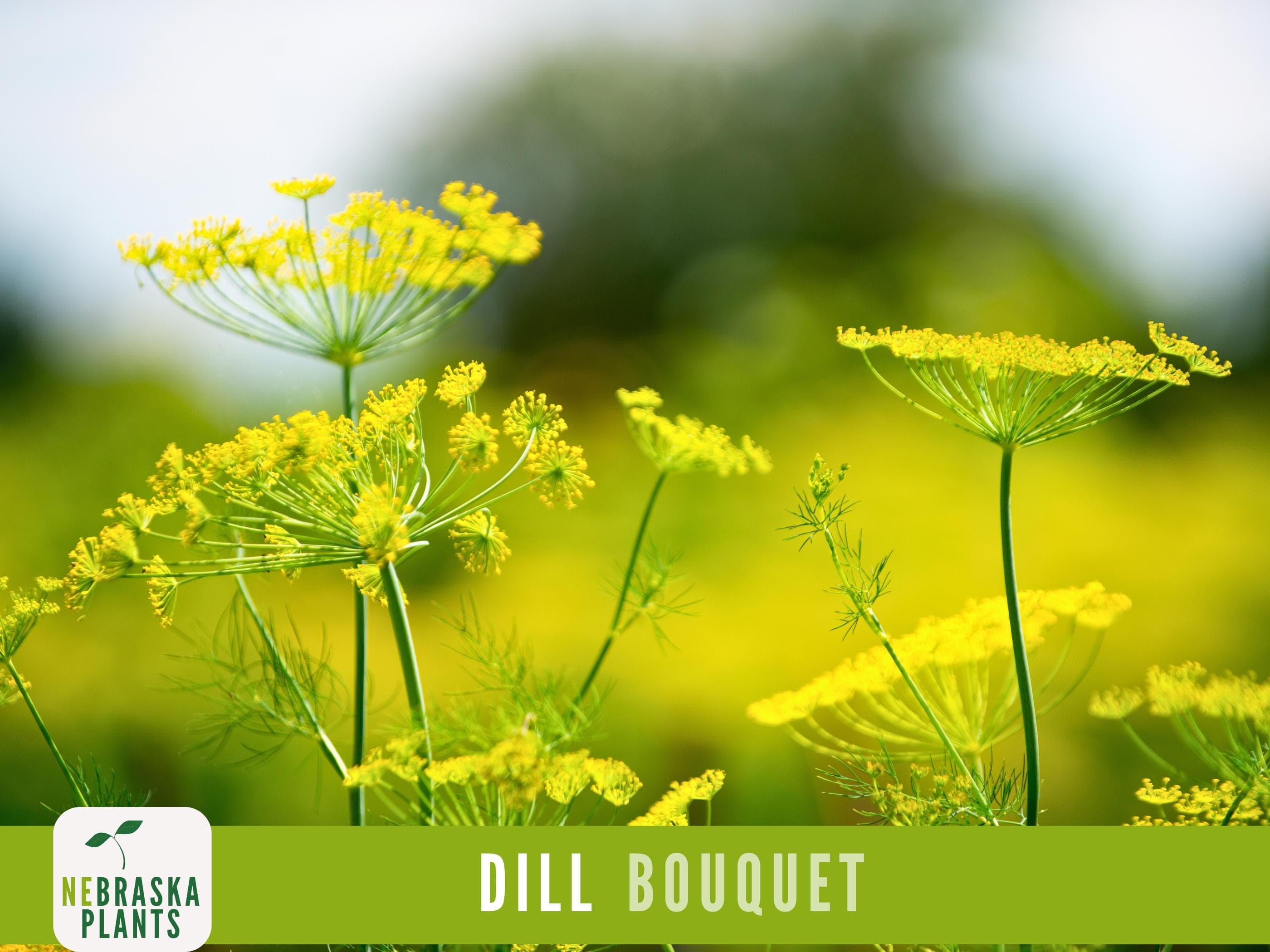 Dill Seeds - Bouquet Dill Garden Seeds - image 3