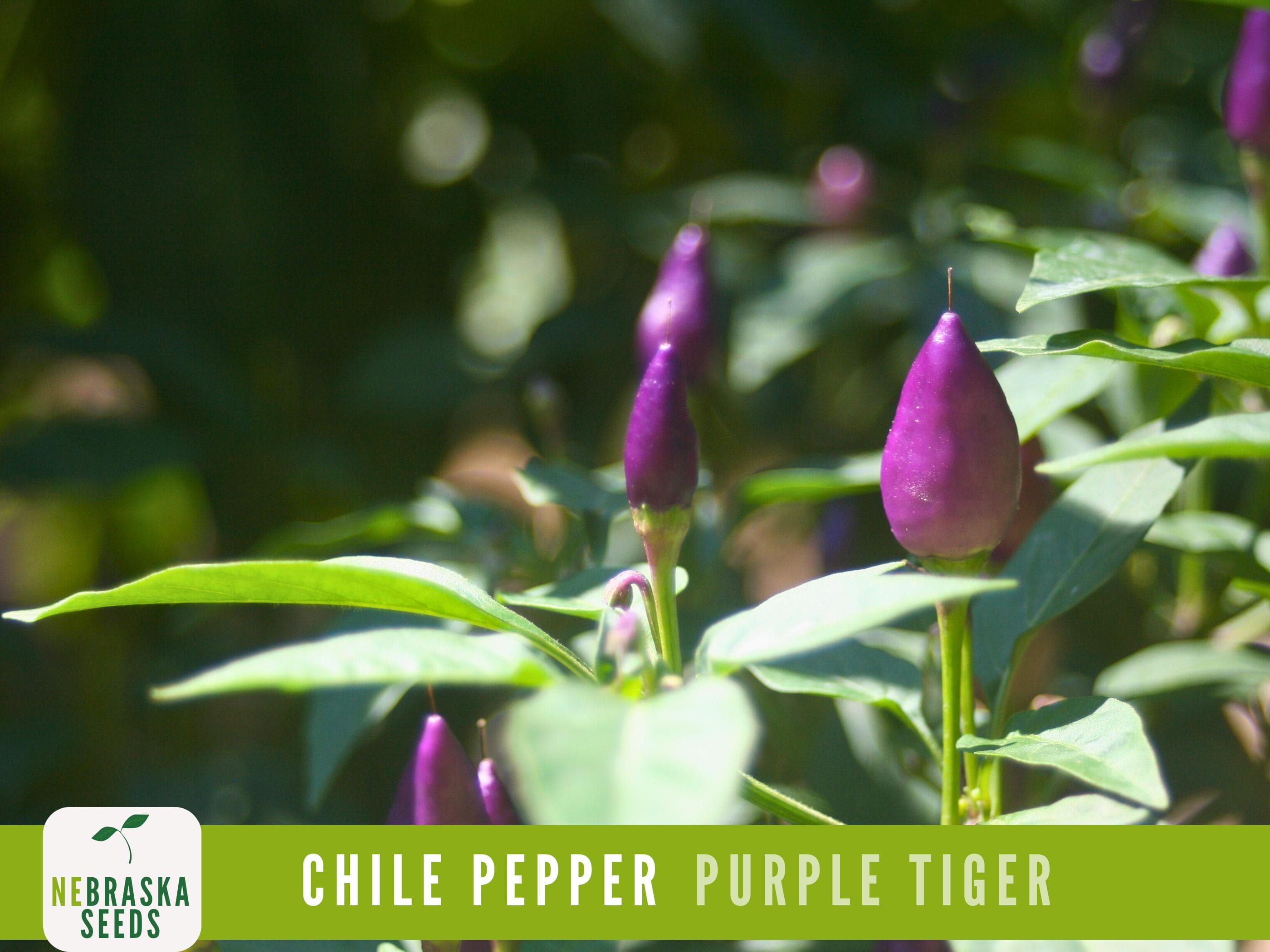 Small pepper plant featuring vibrant purple peppers and striking variegated leaves in green, white, and violet hues.