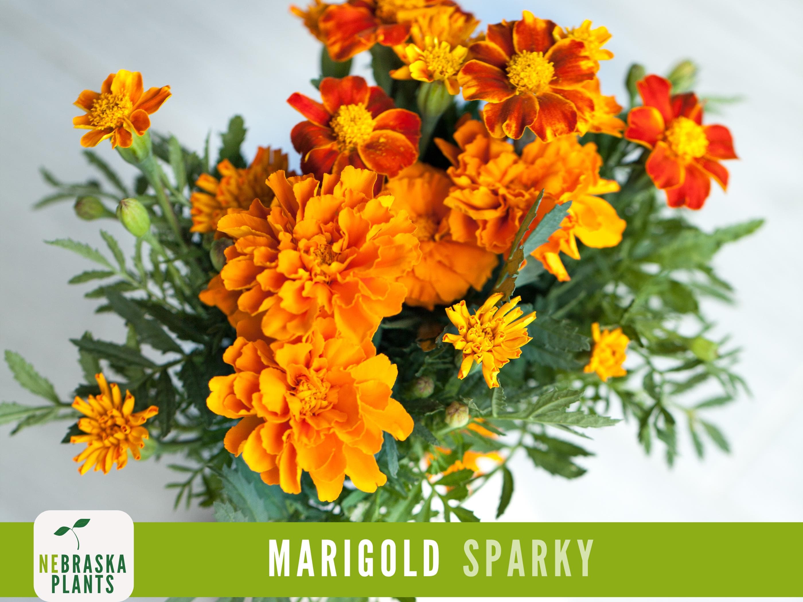 Sparky Marigold Seeds | Heirloom French Marigold | Pollinator & Pest-Repelling