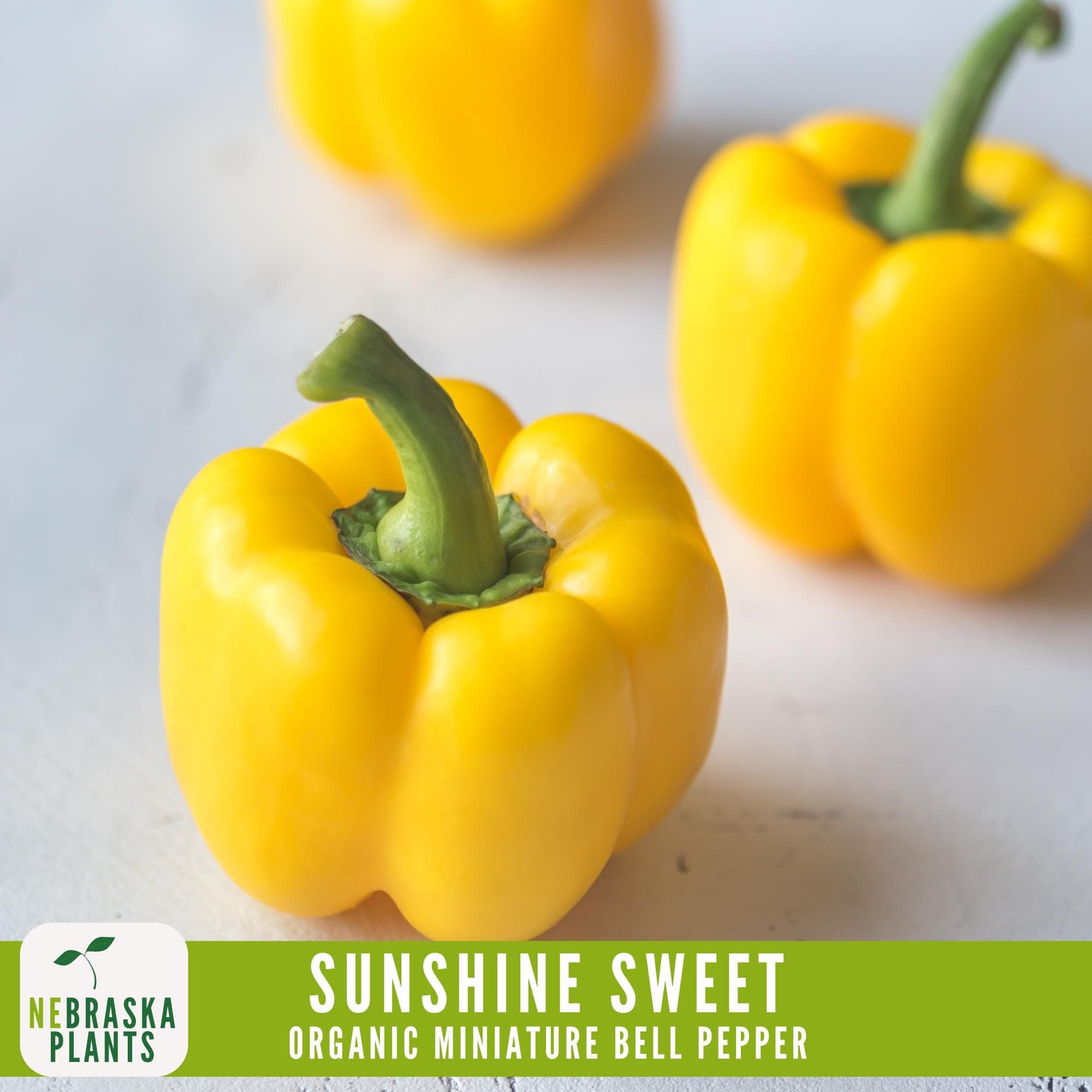 Close-up of freshly harvest organic Mini yellow bell peppers, ready for snacking or cooking.