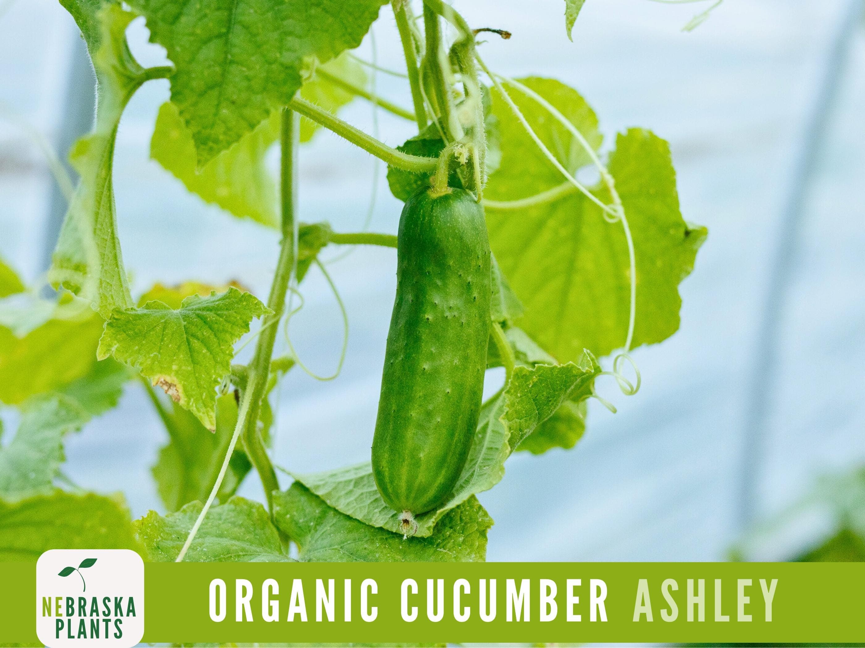 Organic Ashley Cucumber Seeds - Heirloom, Non-GMO - Crisp and Flavorful Homegrown Delight!