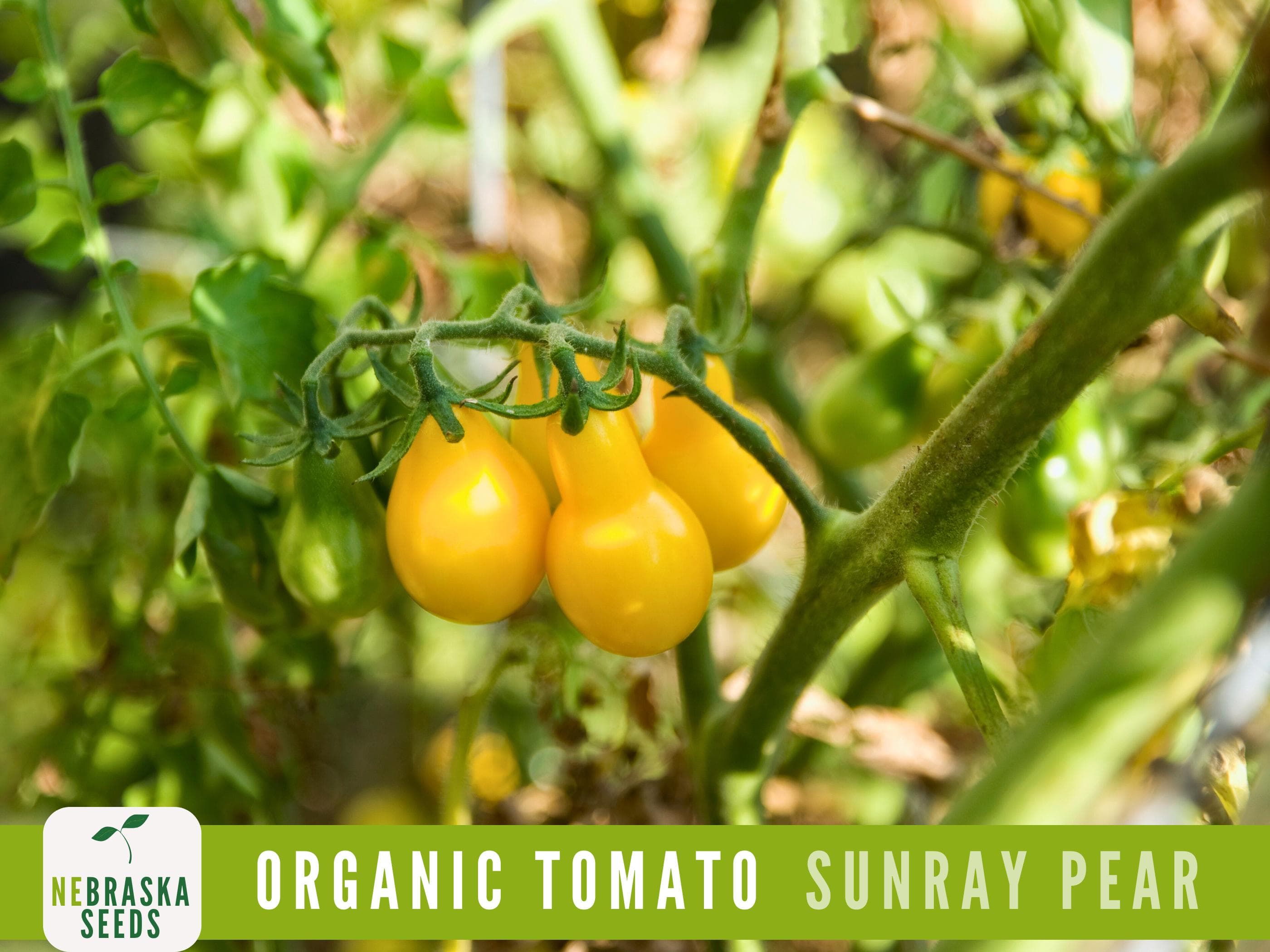 Organic Yellow Pear Tomato plants flourishing in a raised garden bed