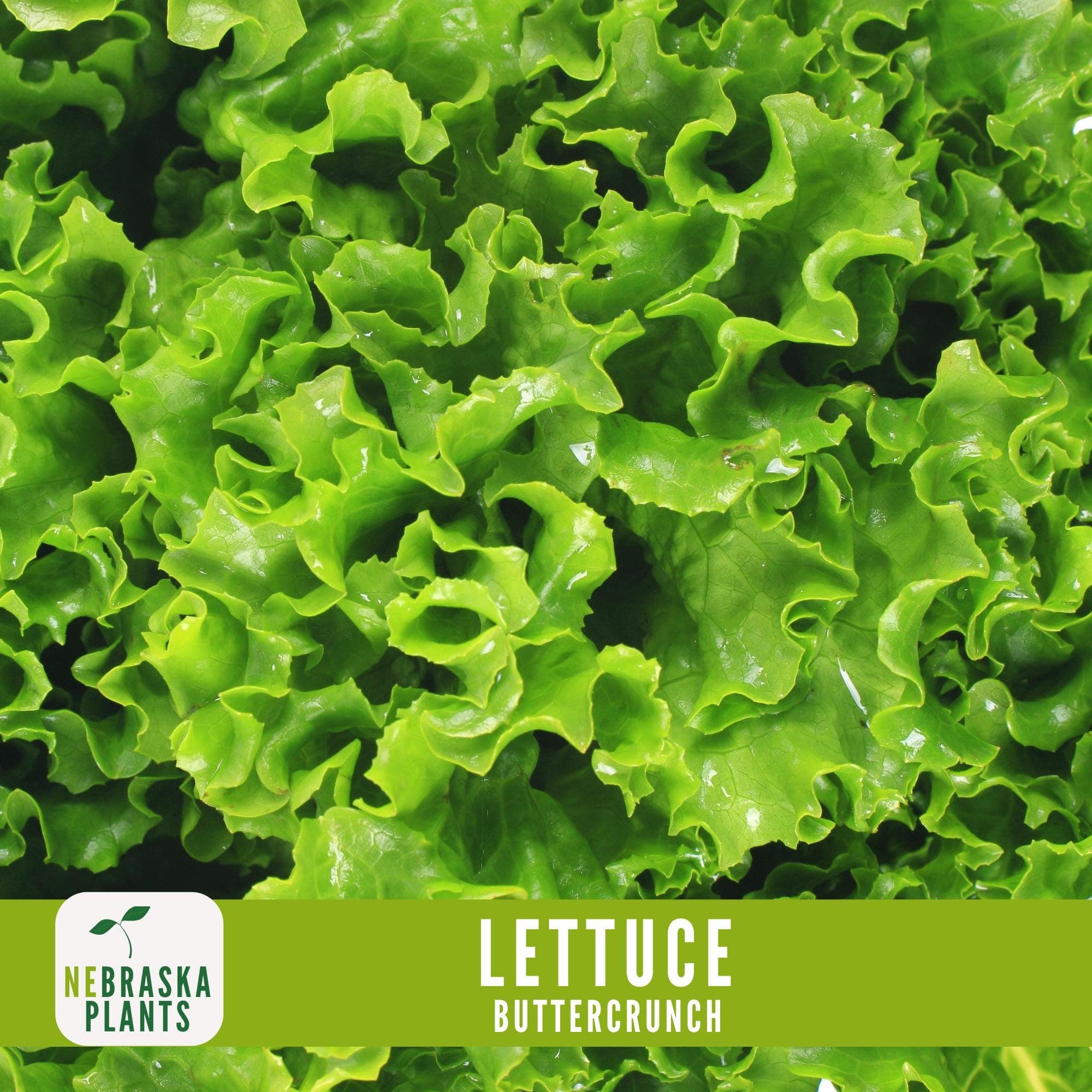 Lettuce Seeds - Buttercrunch Lettuce Heirloom Garden Seeds - image 4