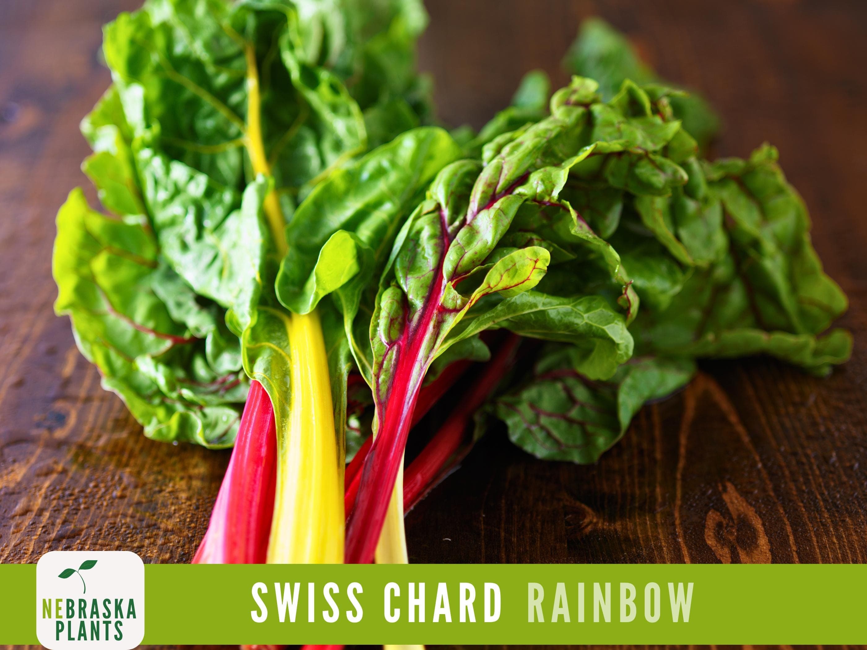 Swiss Chard Seeds - Rainbow Swiss Chard Heirloom Seeds