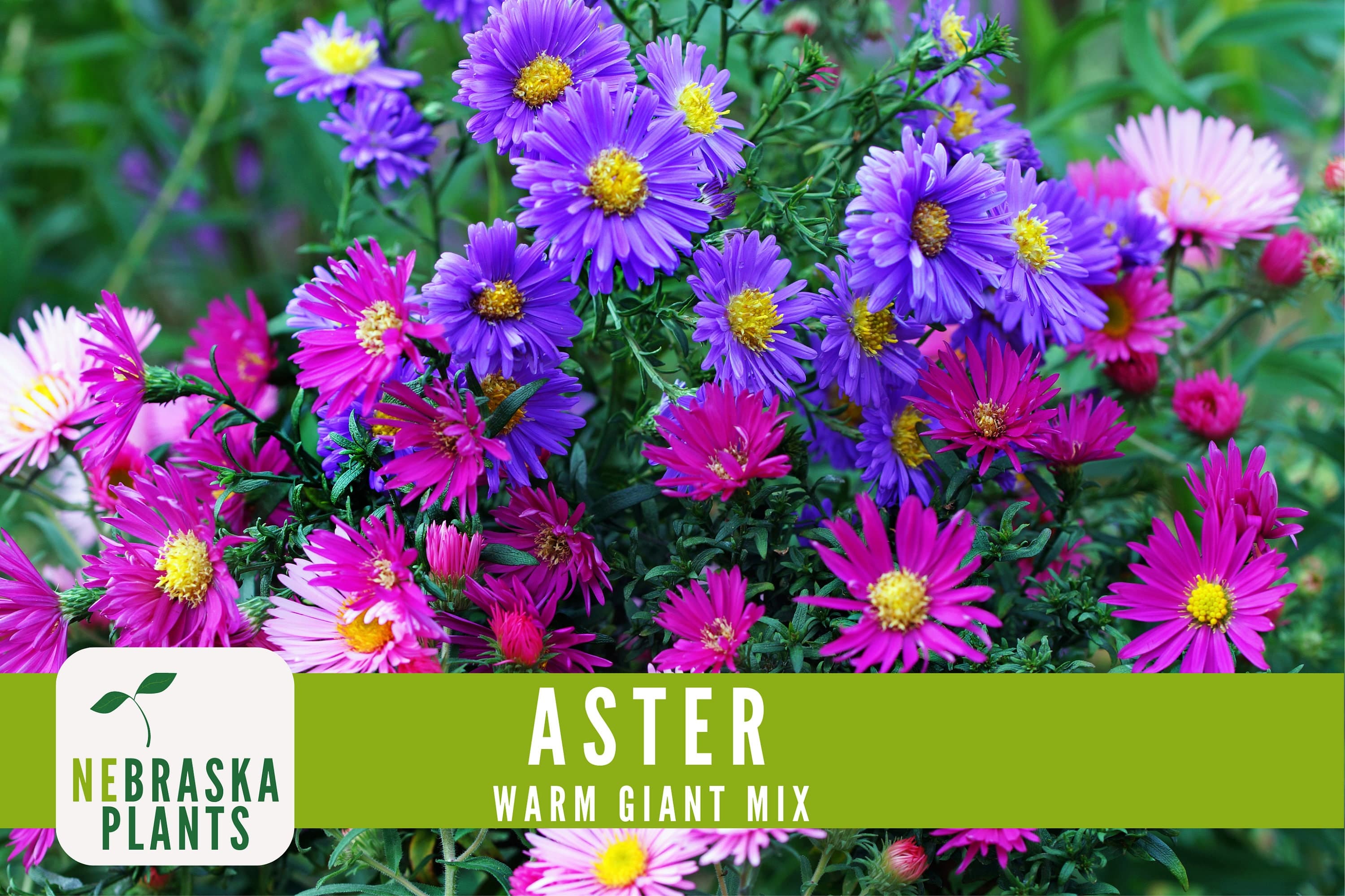 Heirloom Aster Warm Giant flower seeds for creating bold, showy displays in your garden