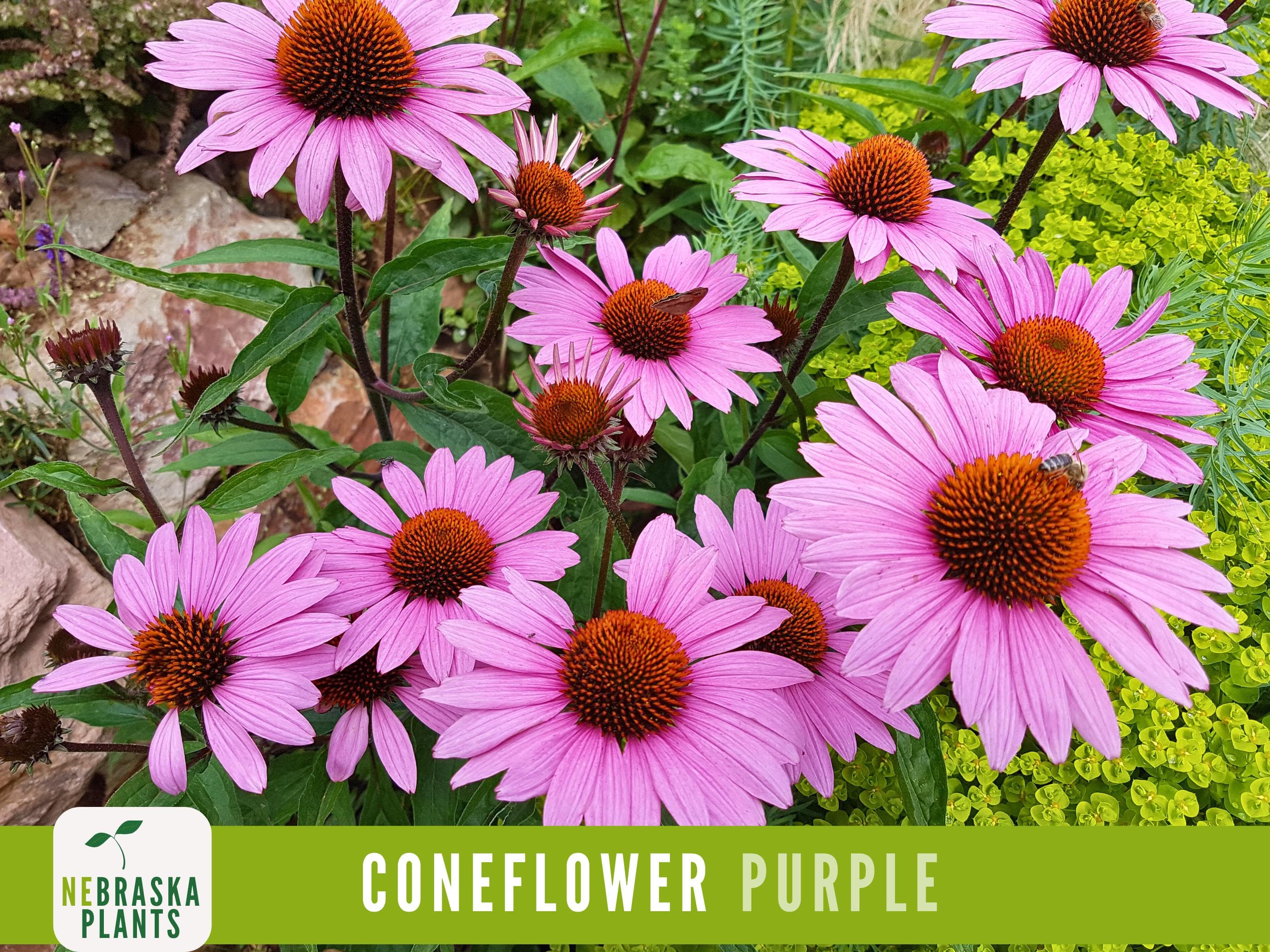Purple Coneflower Seeds - Heirloom Native Perennial Flowers for a Beautiful Garden!