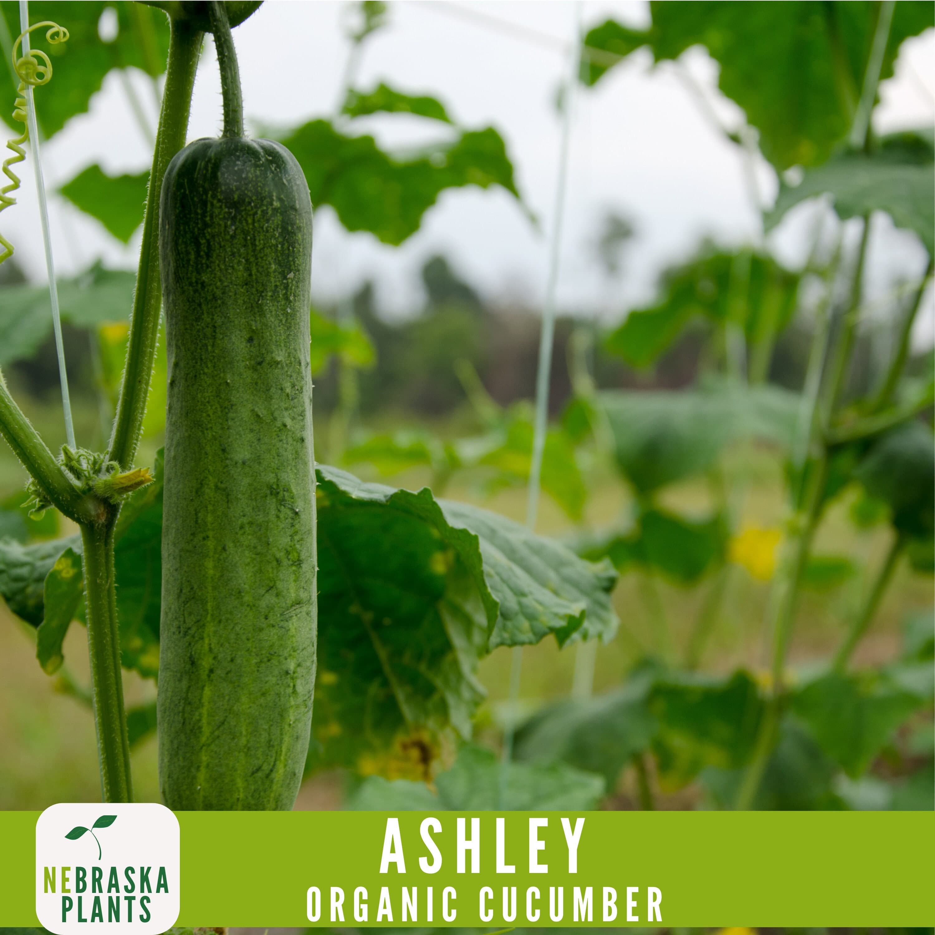 Organic Ashley Cucumber Seeds - Heirloom, Non-GMO - Crisp and Flavorful Homegrown Delight! - image 3