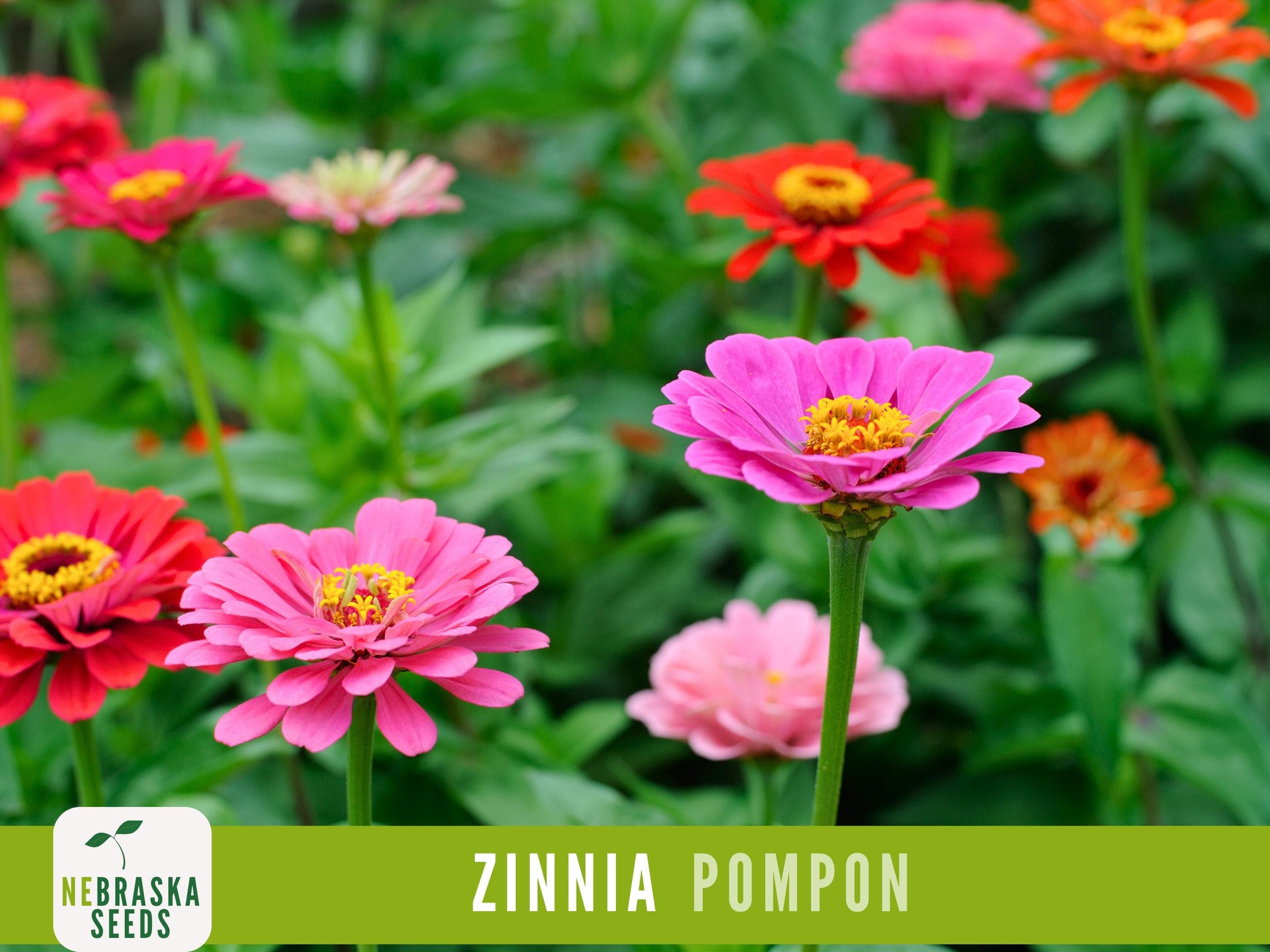 Pompon Zinnia Seeds | Heirloom Double Bloom Zinnia - Vibrant and Beautiful Garden Flowers!