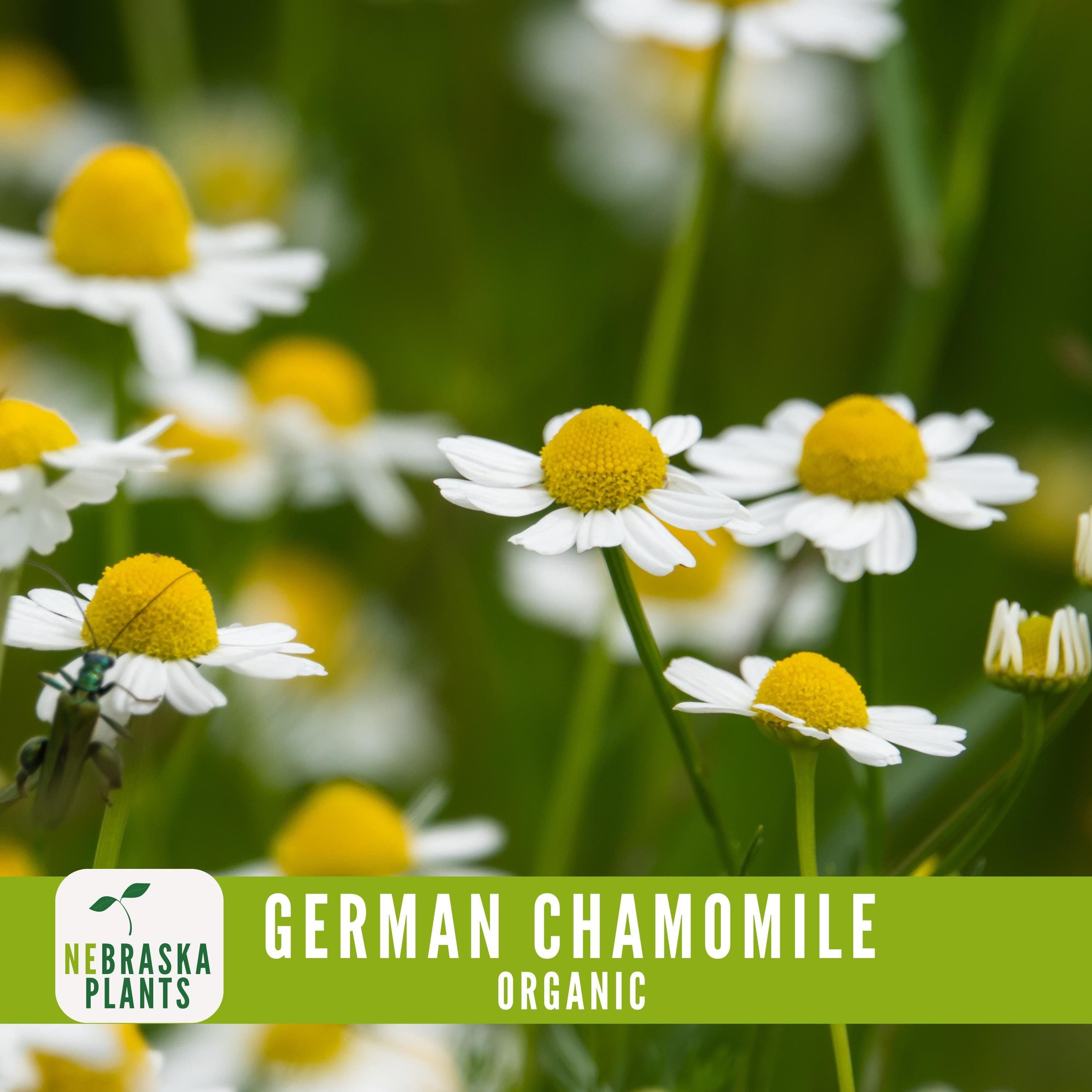 Organic Chamomile Flowers in a Garden.