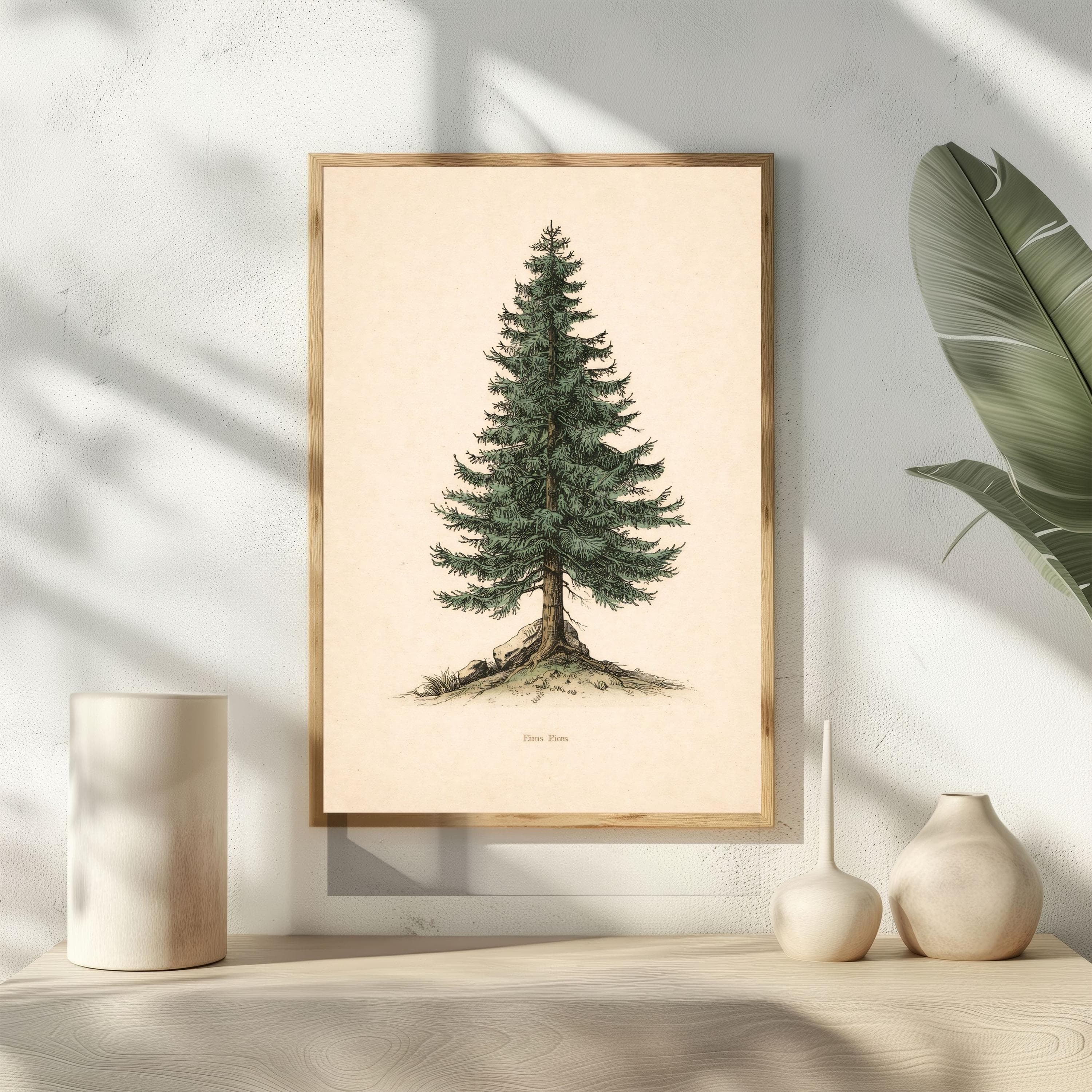 Vintage Pine Tree Print, Botanical Illustration, Evergreen Art, Spruce Poster