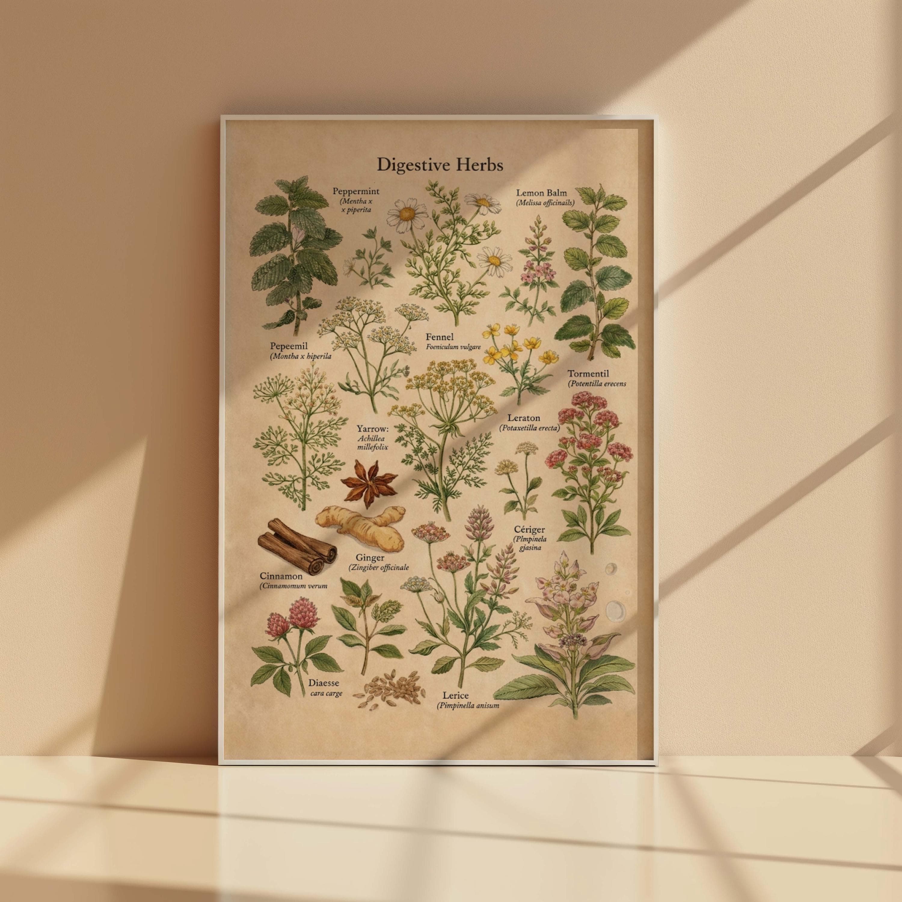 Digestive Herbs Botanical Print, Vintage Kitchen Herb Chart, Apothecary Wall Art - image 3
