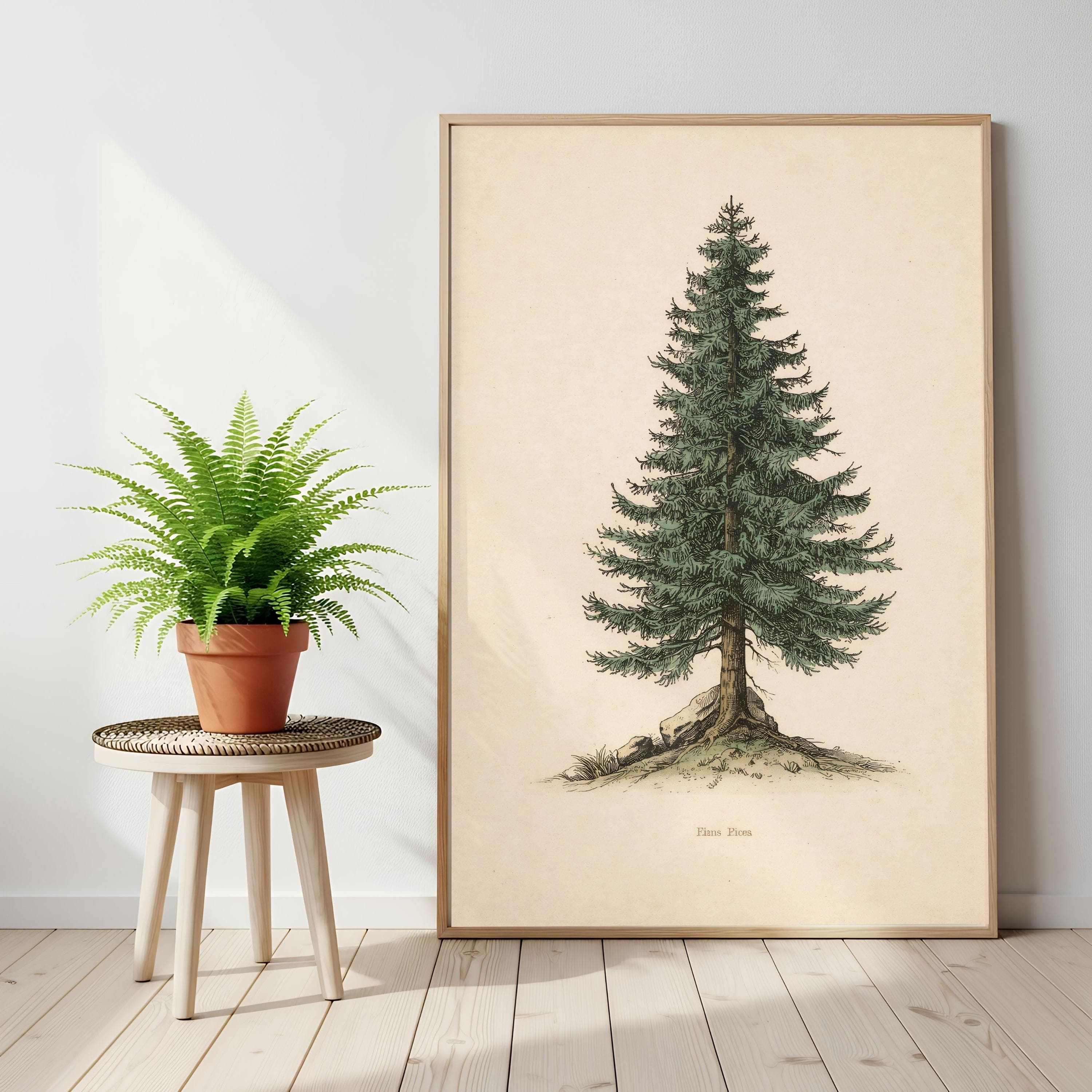 Vintage Pine Tree Print, Botanical Illustration, Evergreen Art, Spruce Poster - image 3