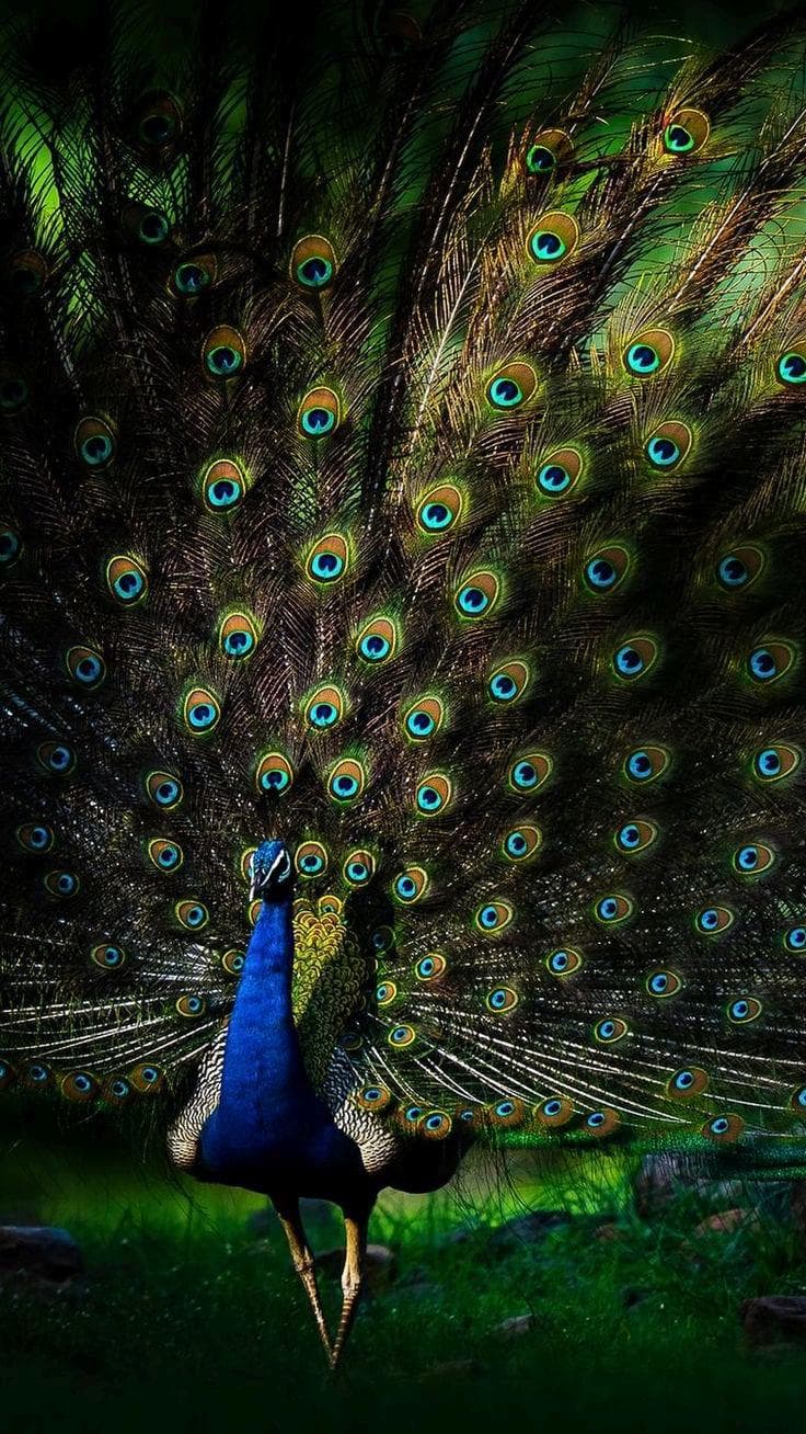Peacock Photography Print – Colorful Wildlife Display - image 3